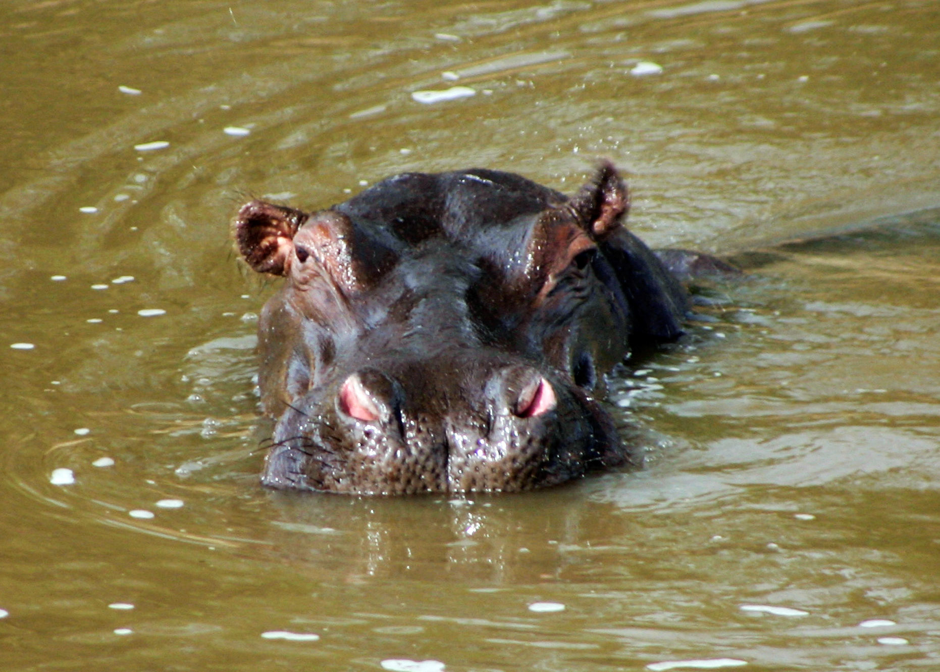 Hippo In The River
