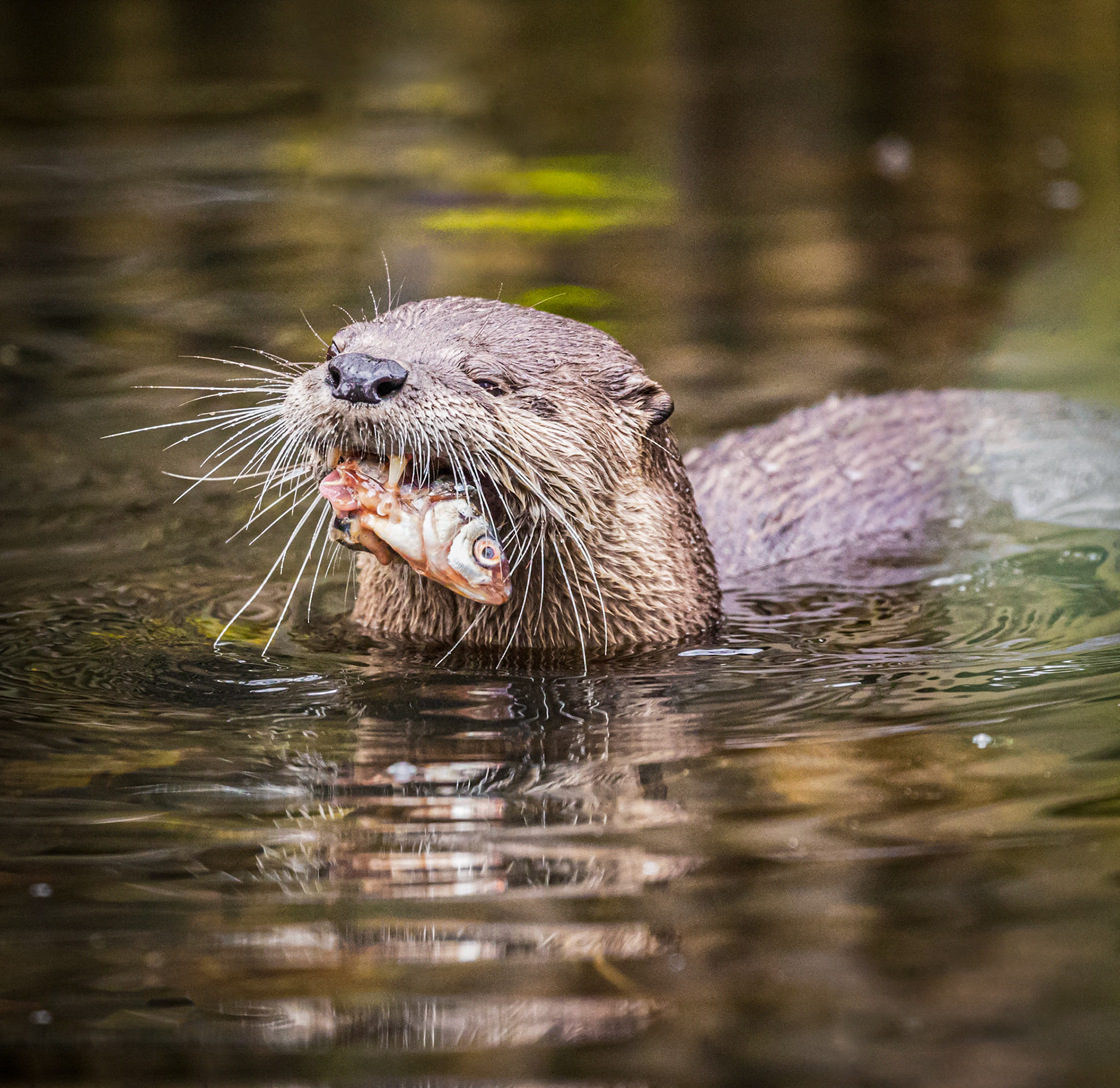 The North American River Otter With Fish
