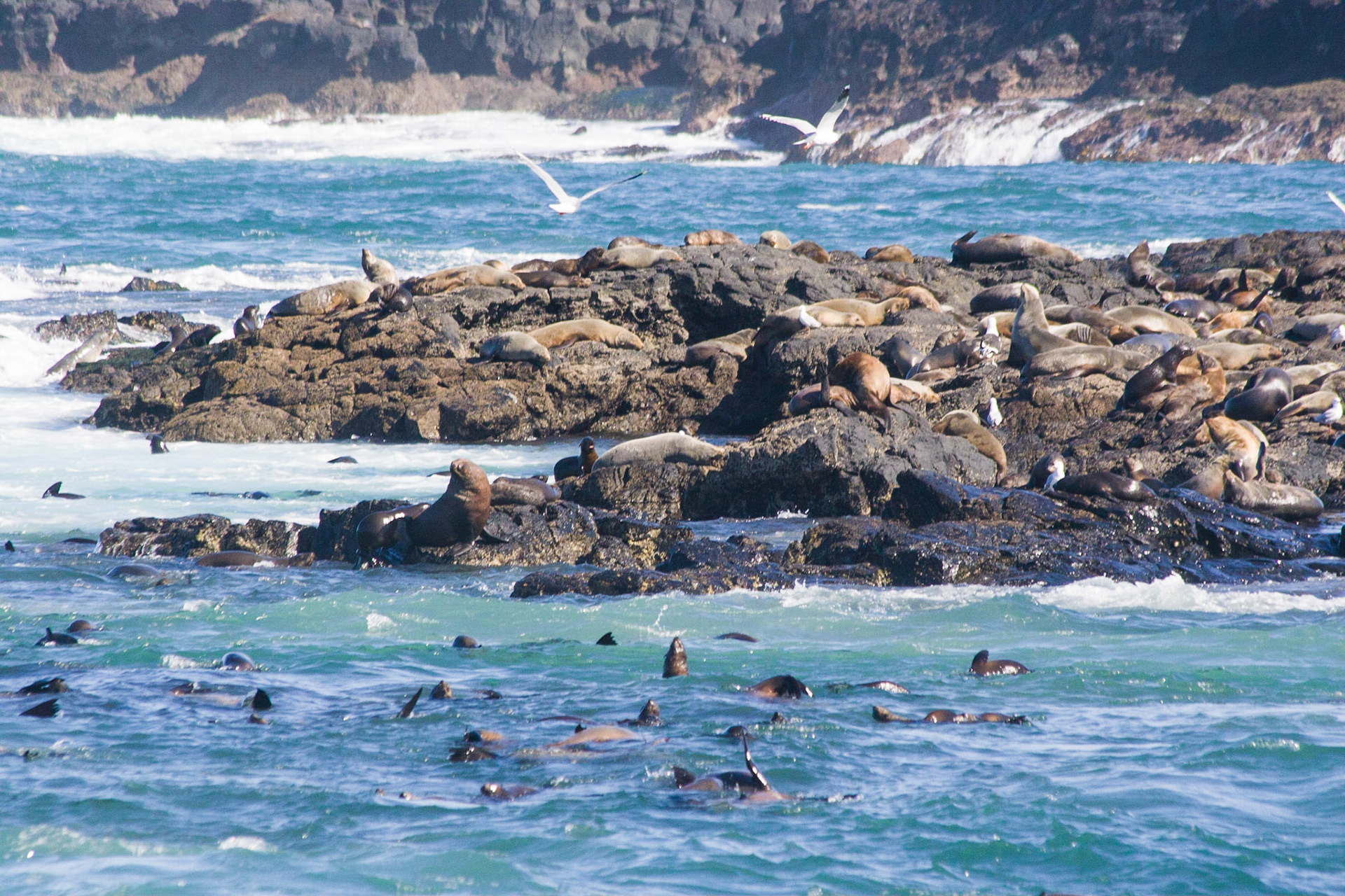 Seal Colony At The Nobbies, Phillip Island, Victoria