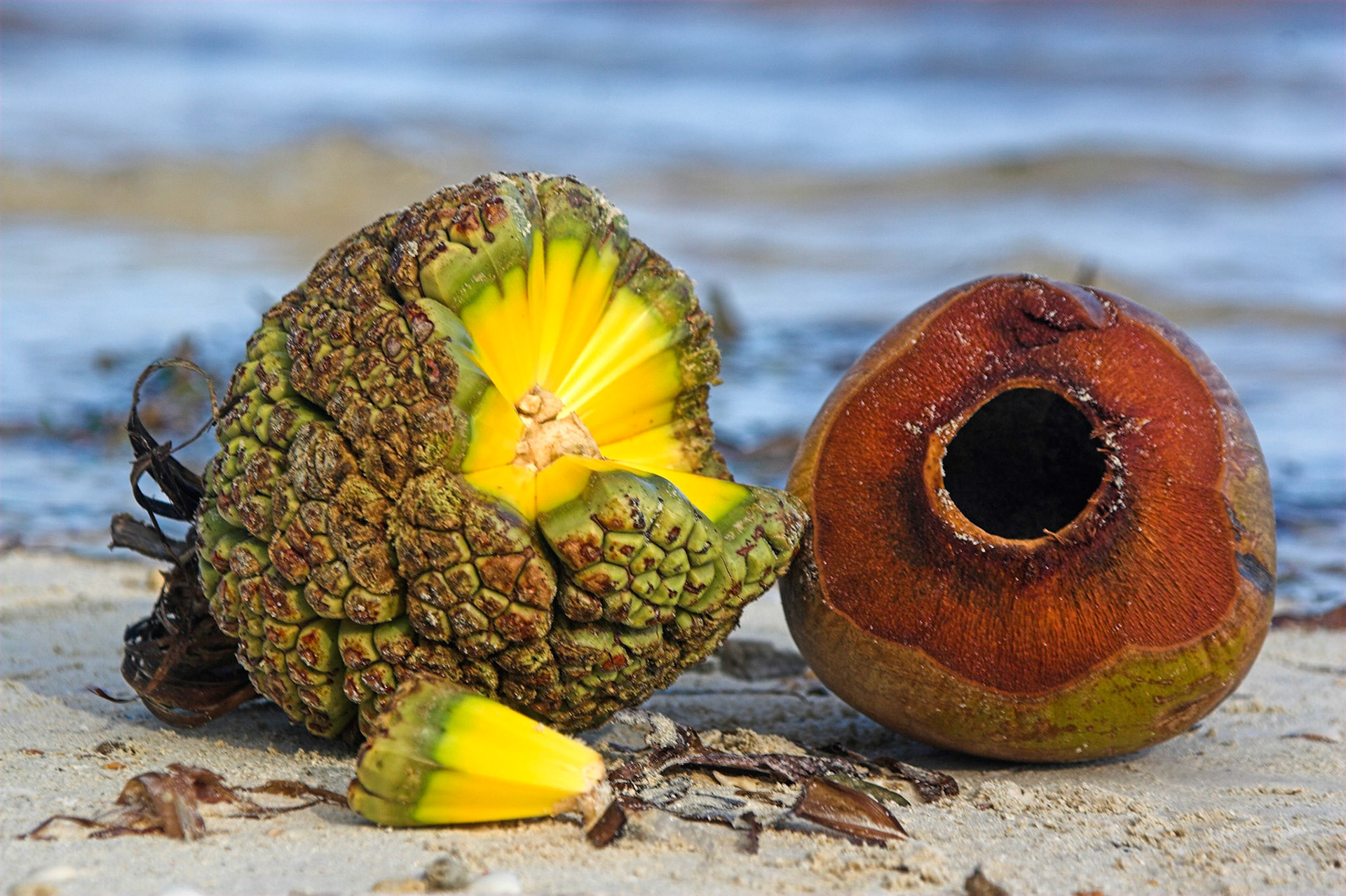 Pandanas Palm Fruit