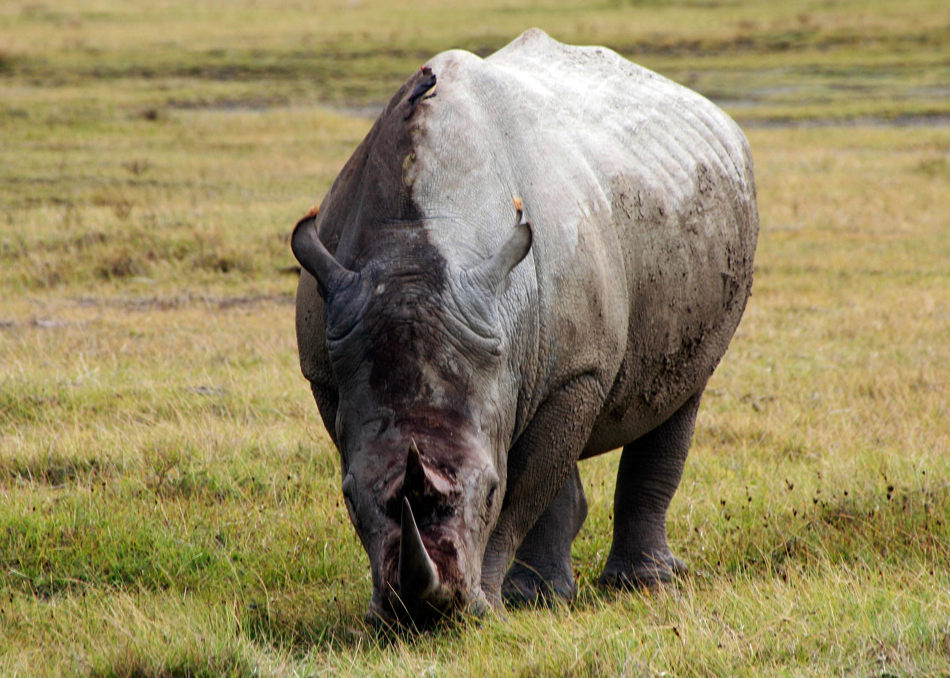 The White Rhinoceros is the largest of the five species of rhinoceros and the world's largest land mammal after the three species of elephant.