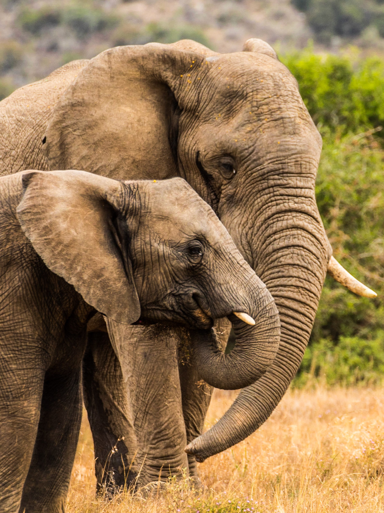 Female African Elephant With Her Calf