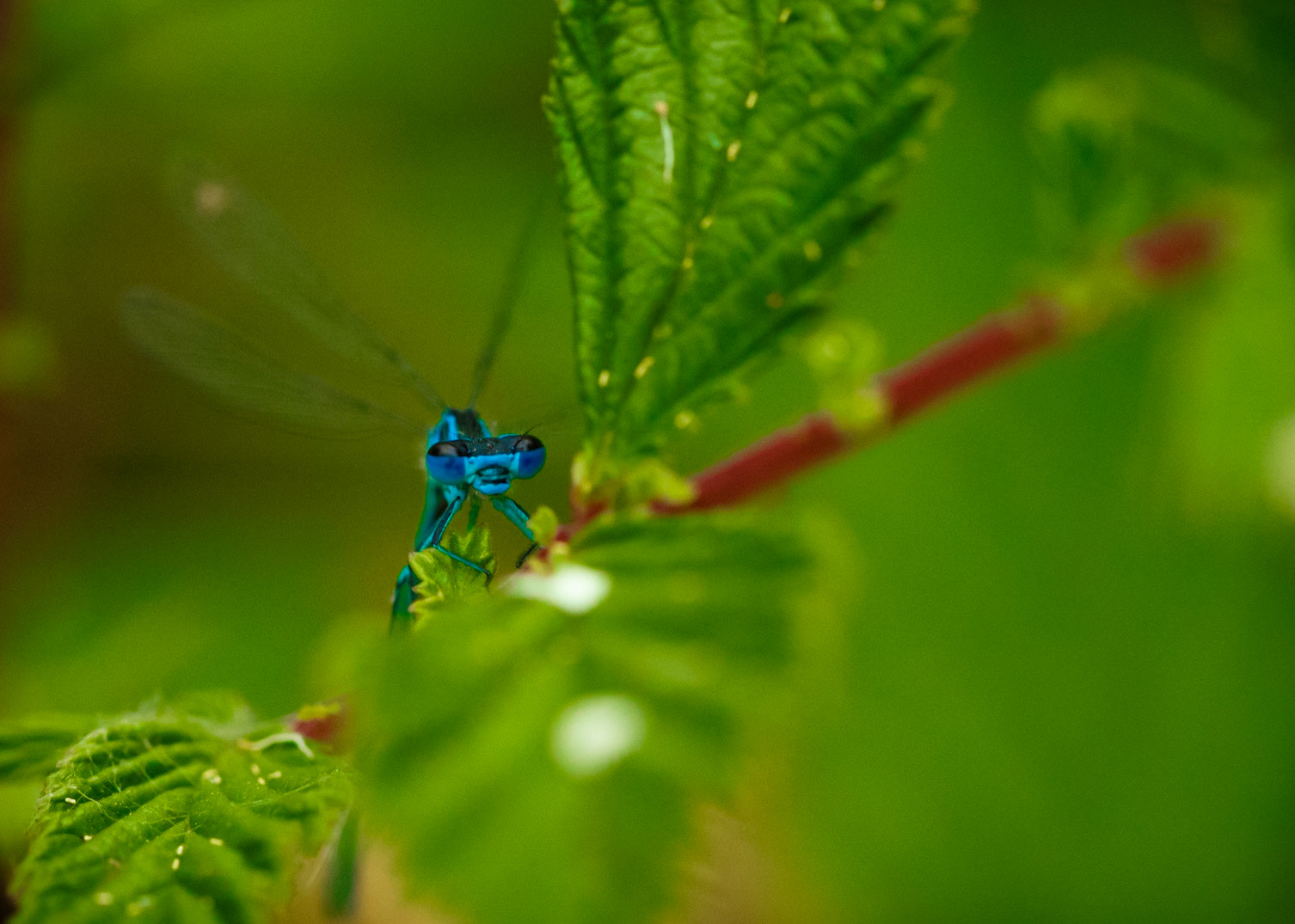 Blue Damselfly