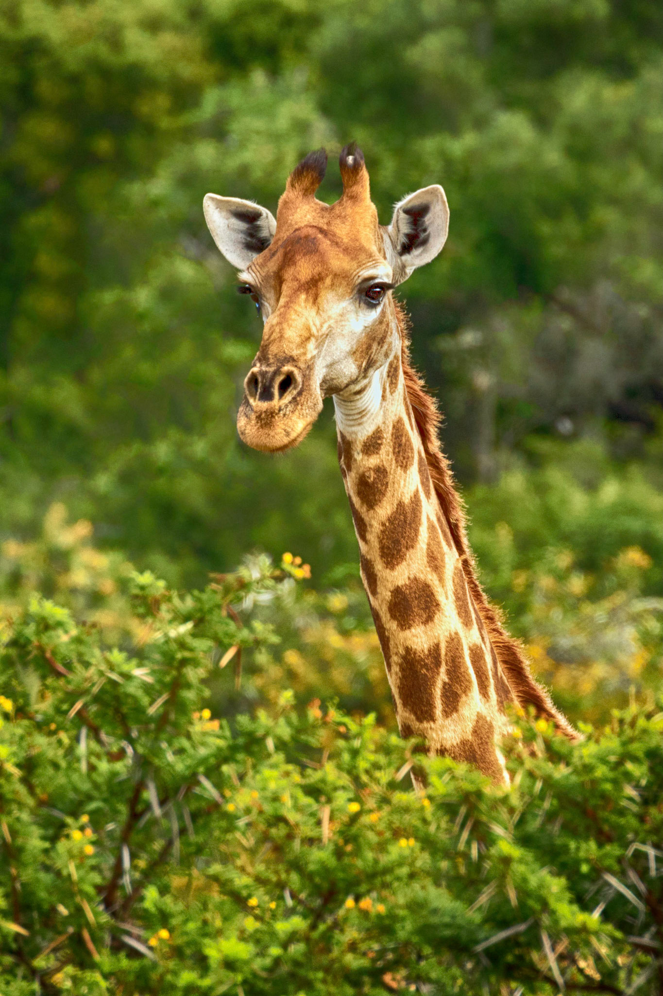 Giraffe Over The Trees