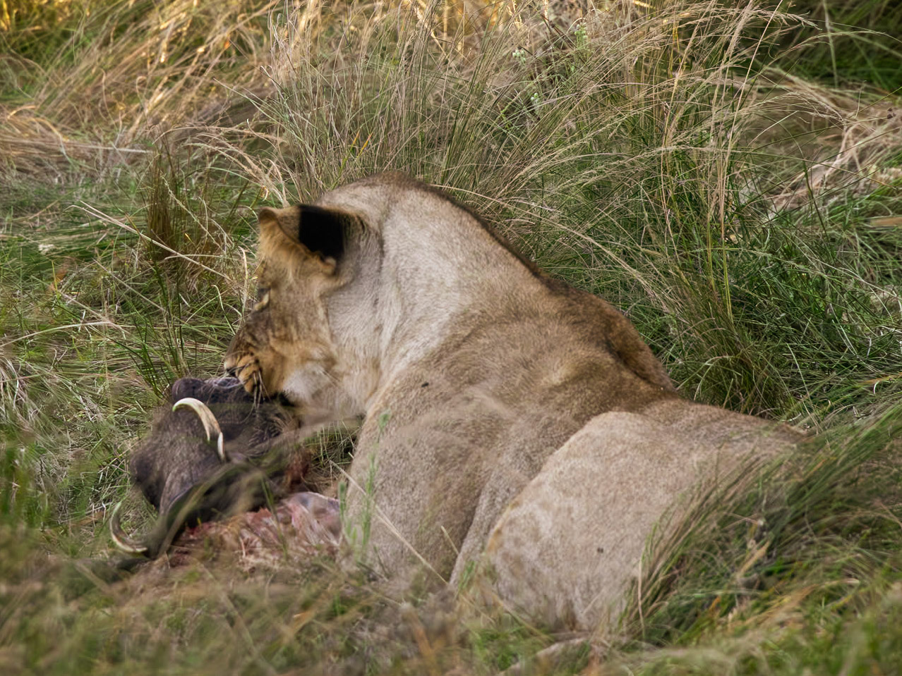Lioness Eating A Warthog
