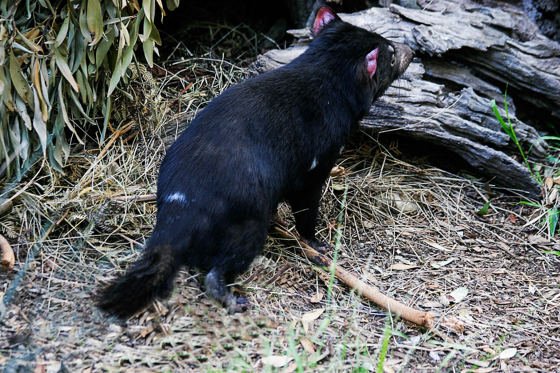 The Tasmanian Devil (Sarcophilus harrisii)