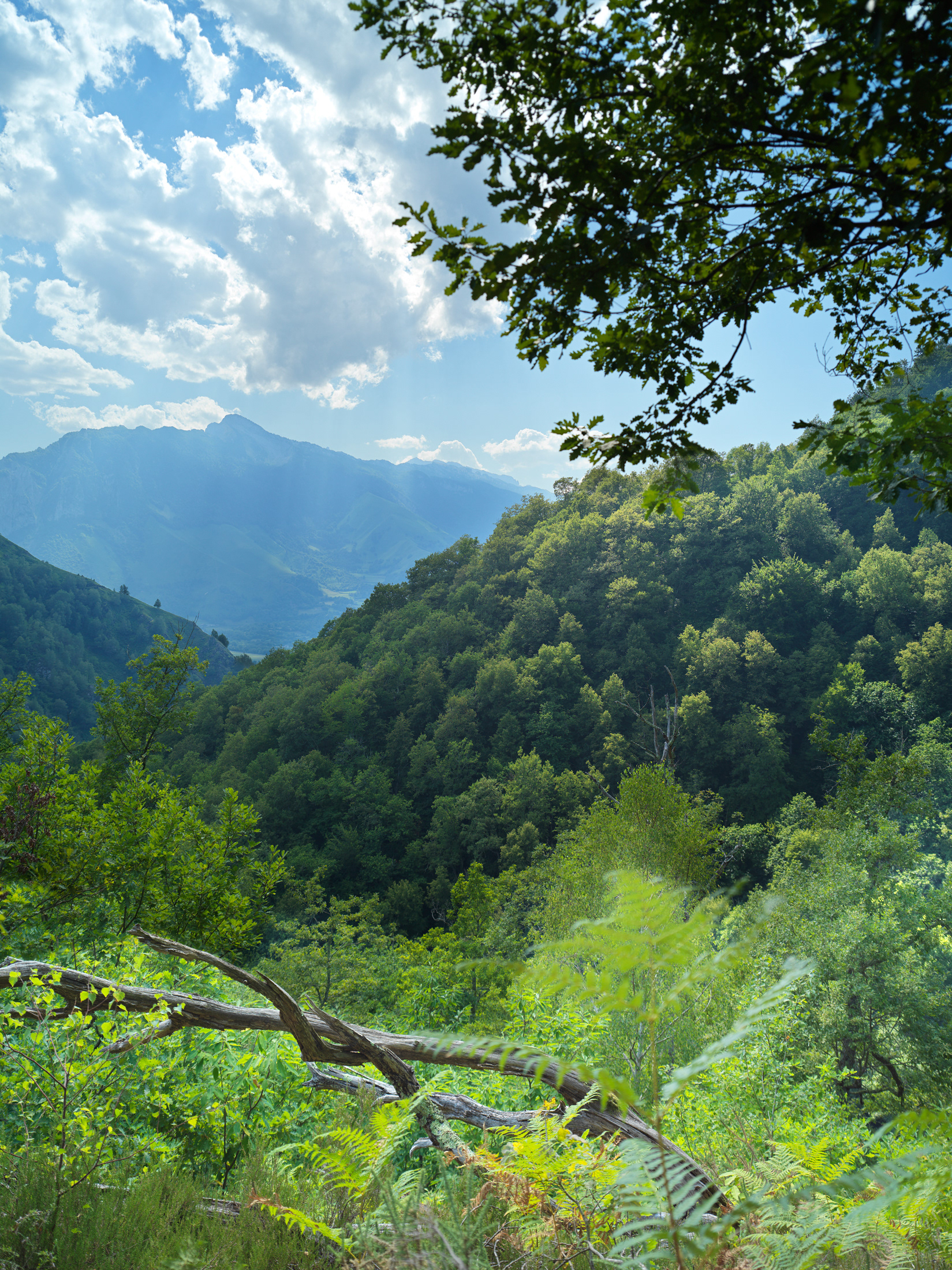 Vallée d'Aspe, vers Bedous, VIII
