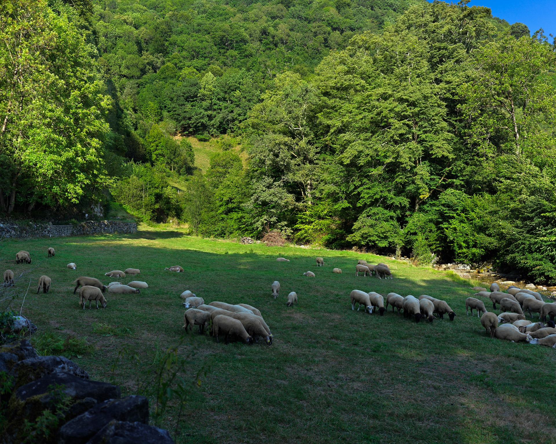 Vers la pierre qui pleure, quelques moutons