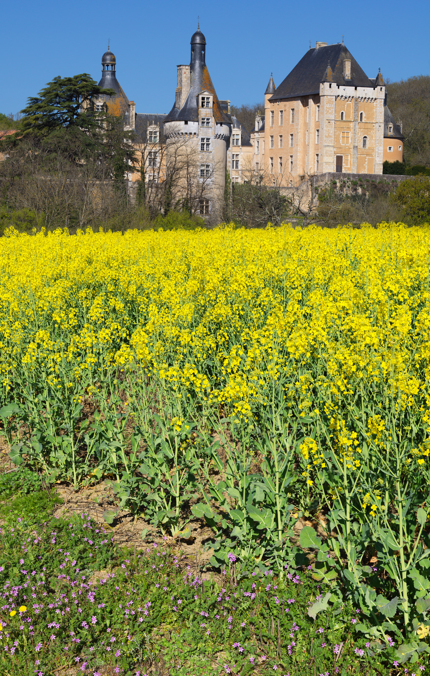 Château de Touffou, vue depuis un champ de colza II