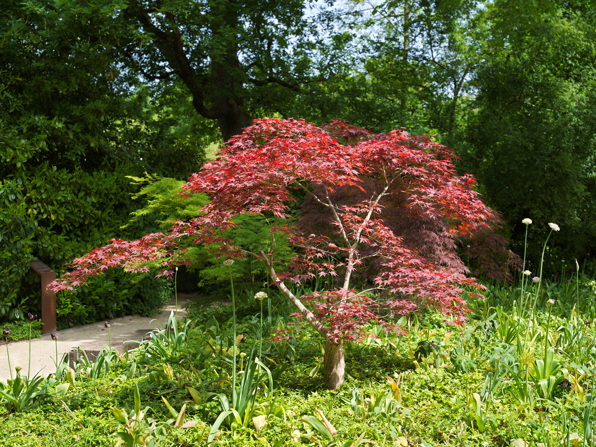 Jardin de Chaumont, XIII