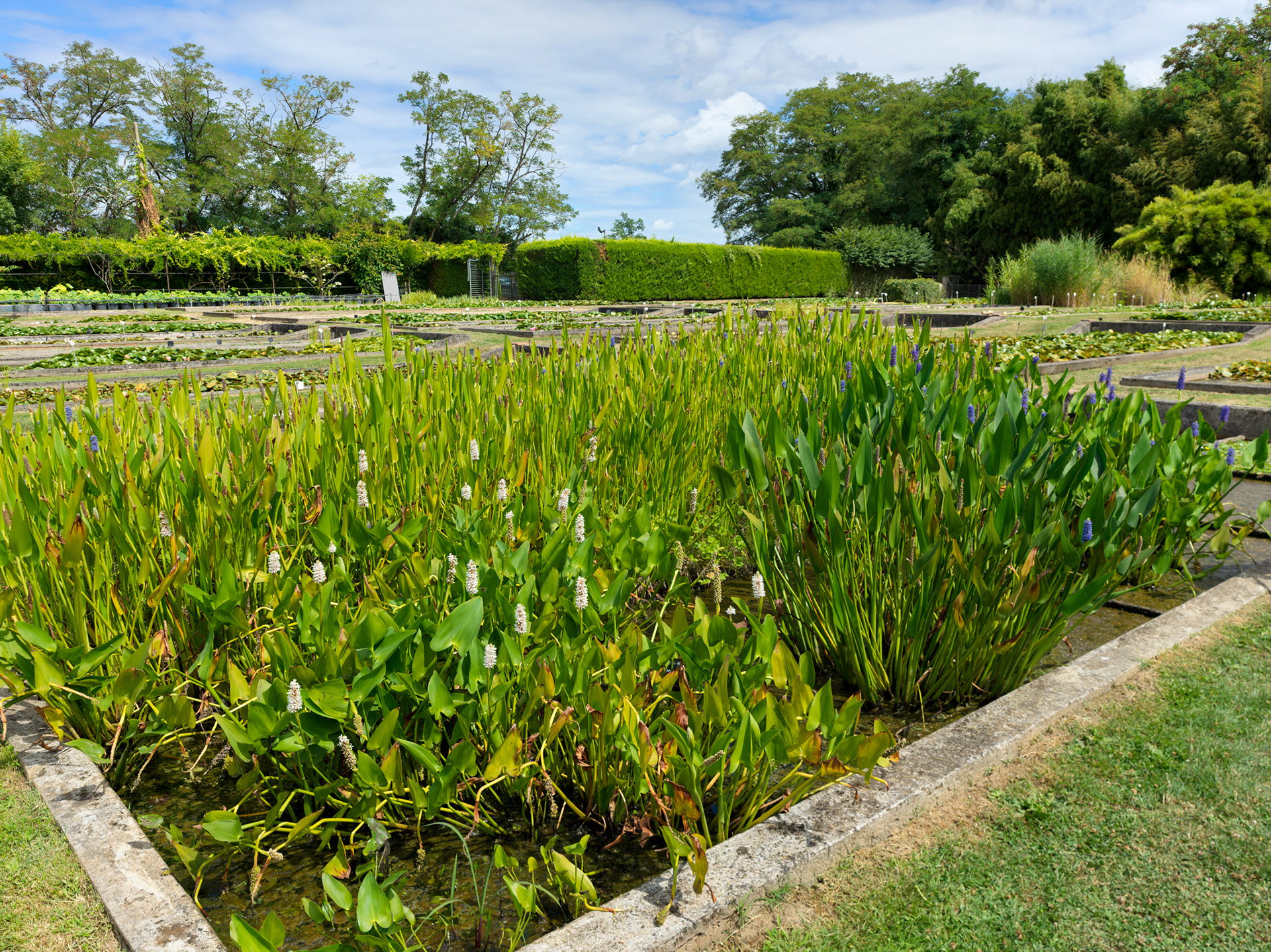 Pépinière historique Latour-Marliac, Le Temple sur Lot, X