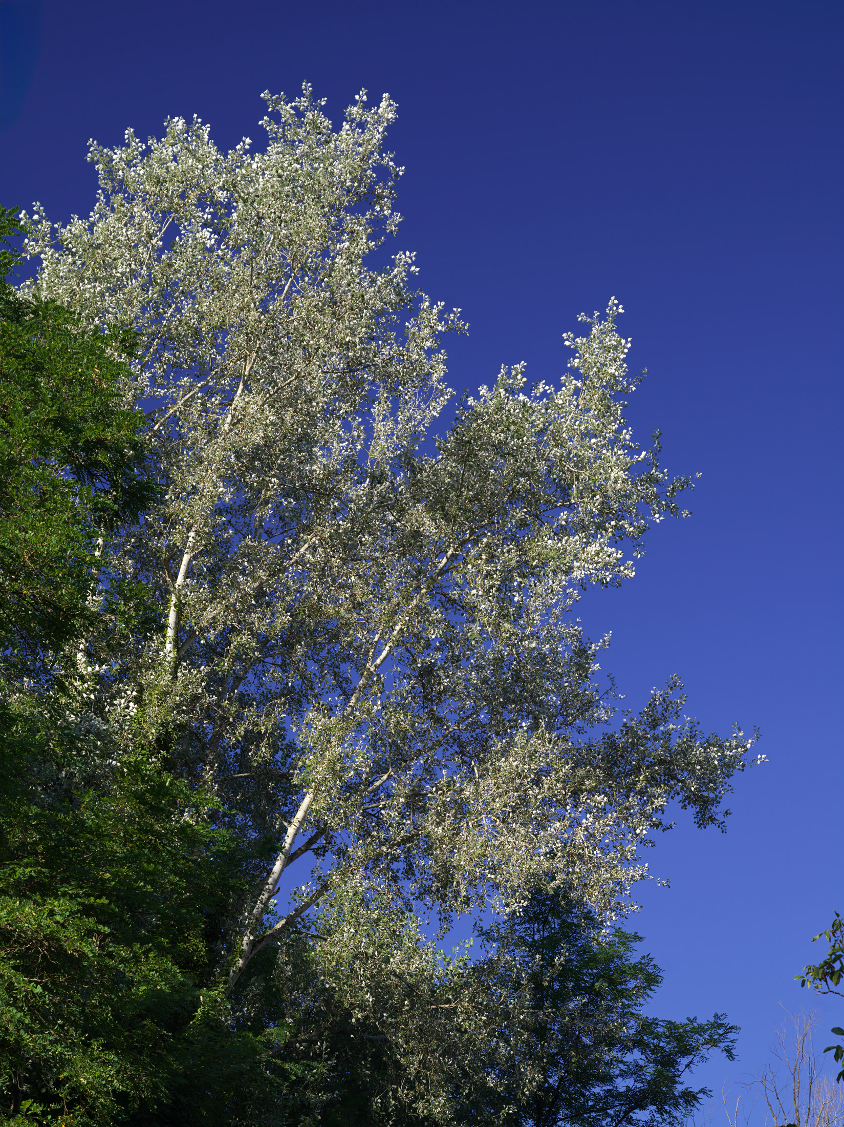 Arbres près du chemin de halage, I