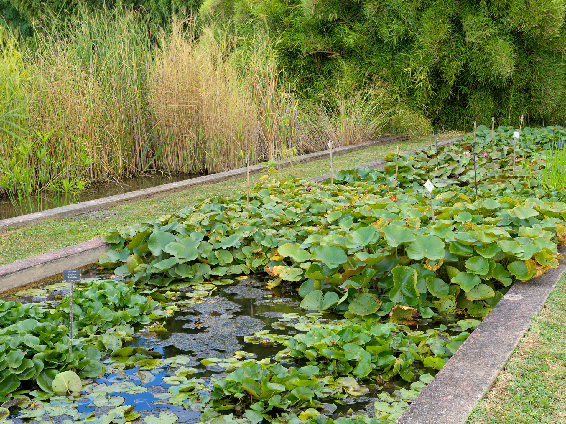 Pépinière historique Latour-Marliac, Le Temple sur Lot, I