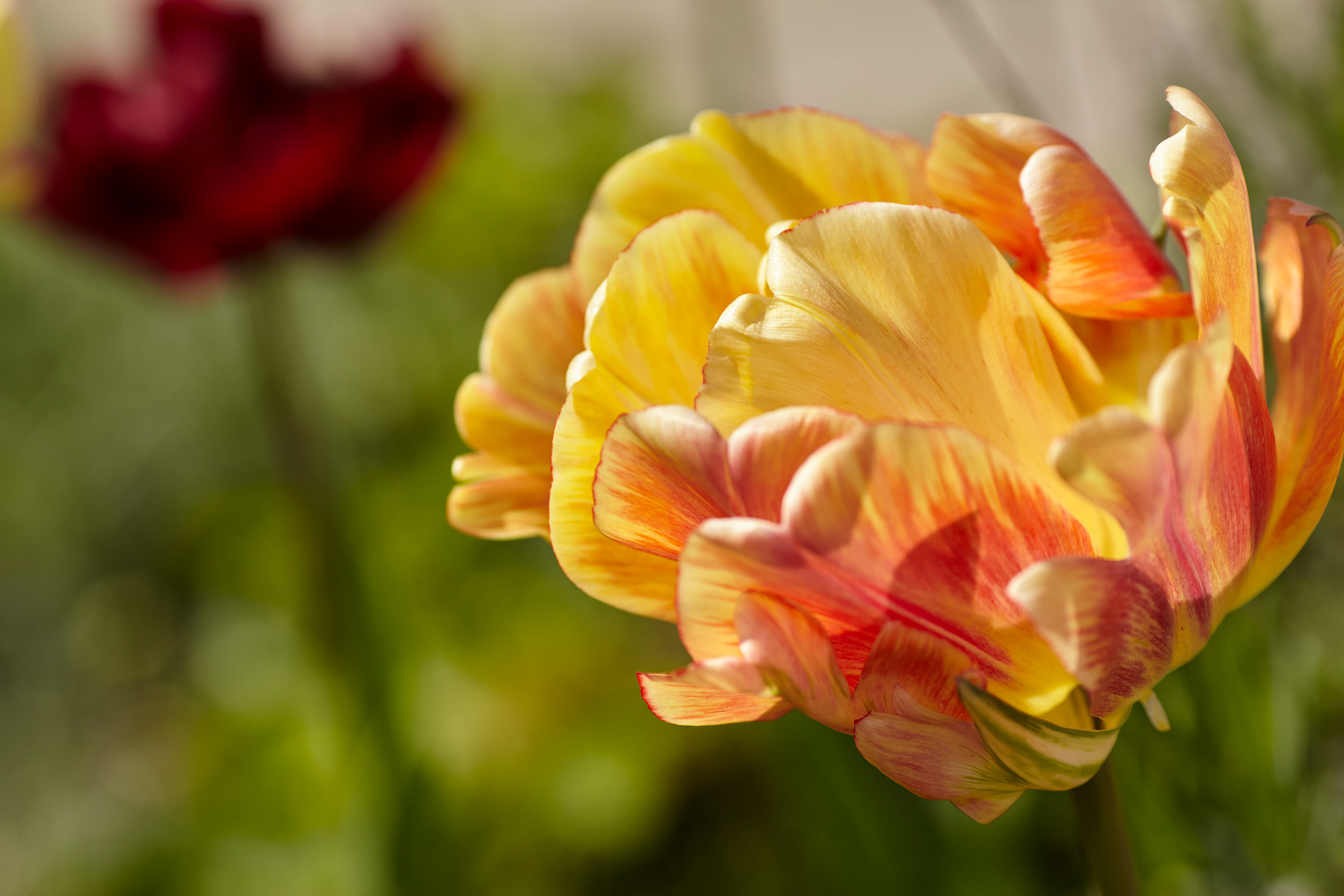Tulipe jaune et orange