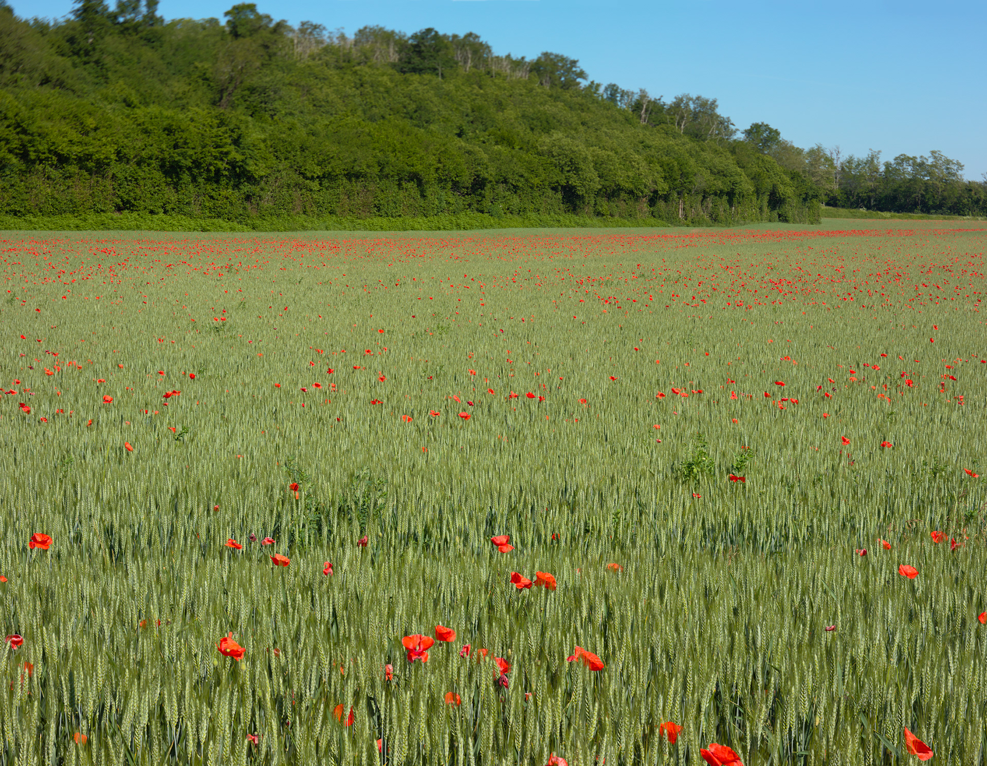 Champ de coquelicots I