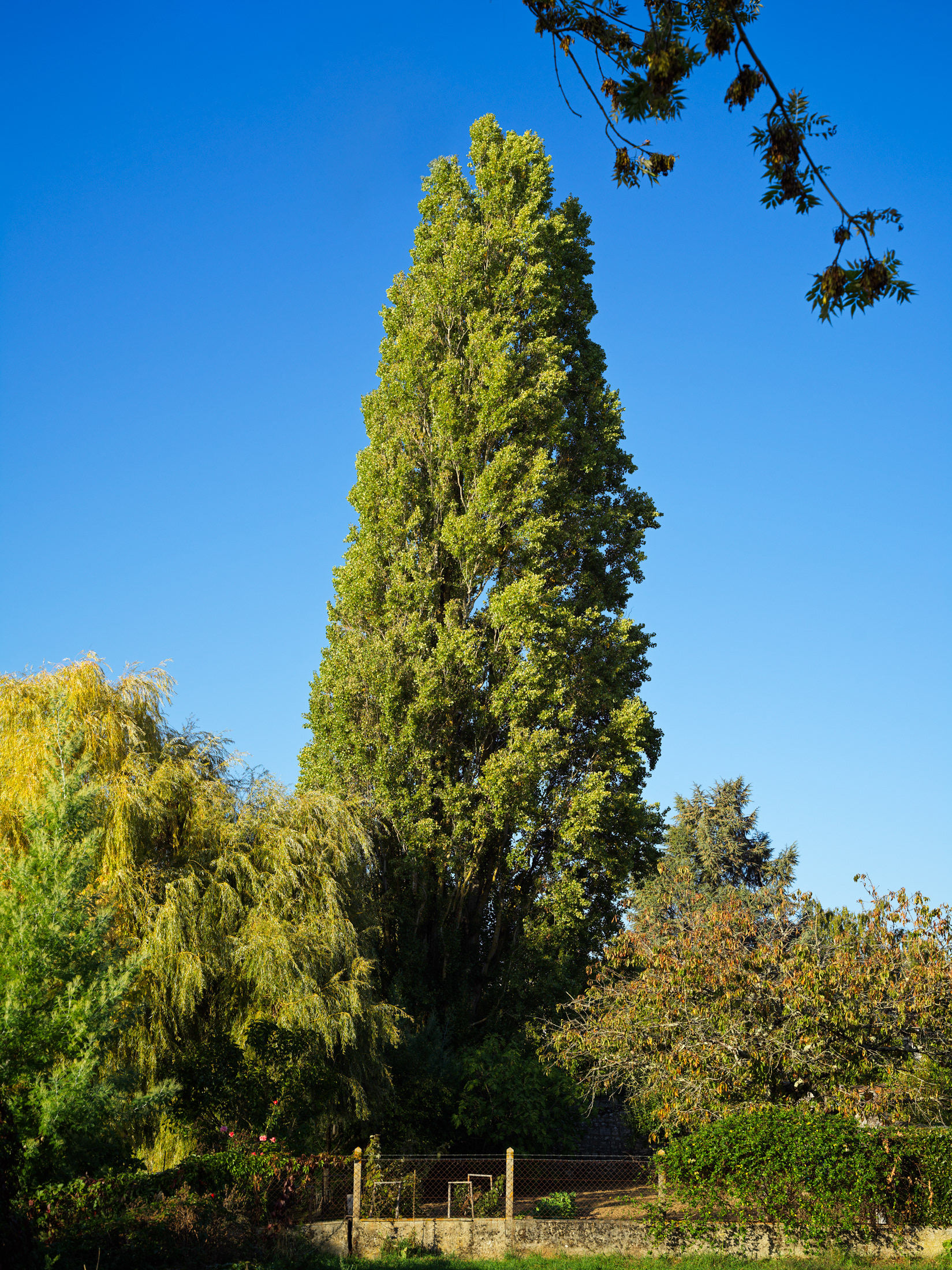 Arbre, rive de la Vienne, Chauvigny II