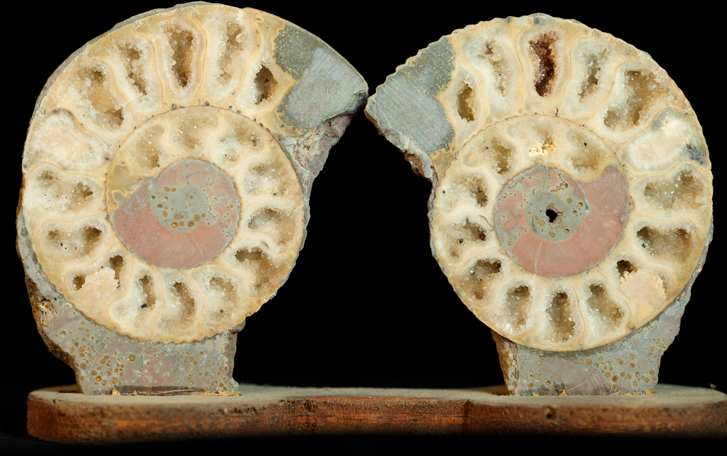 Ammonite coupée en deux, de Bellemont près de Lyon, carrière Lafarge. II