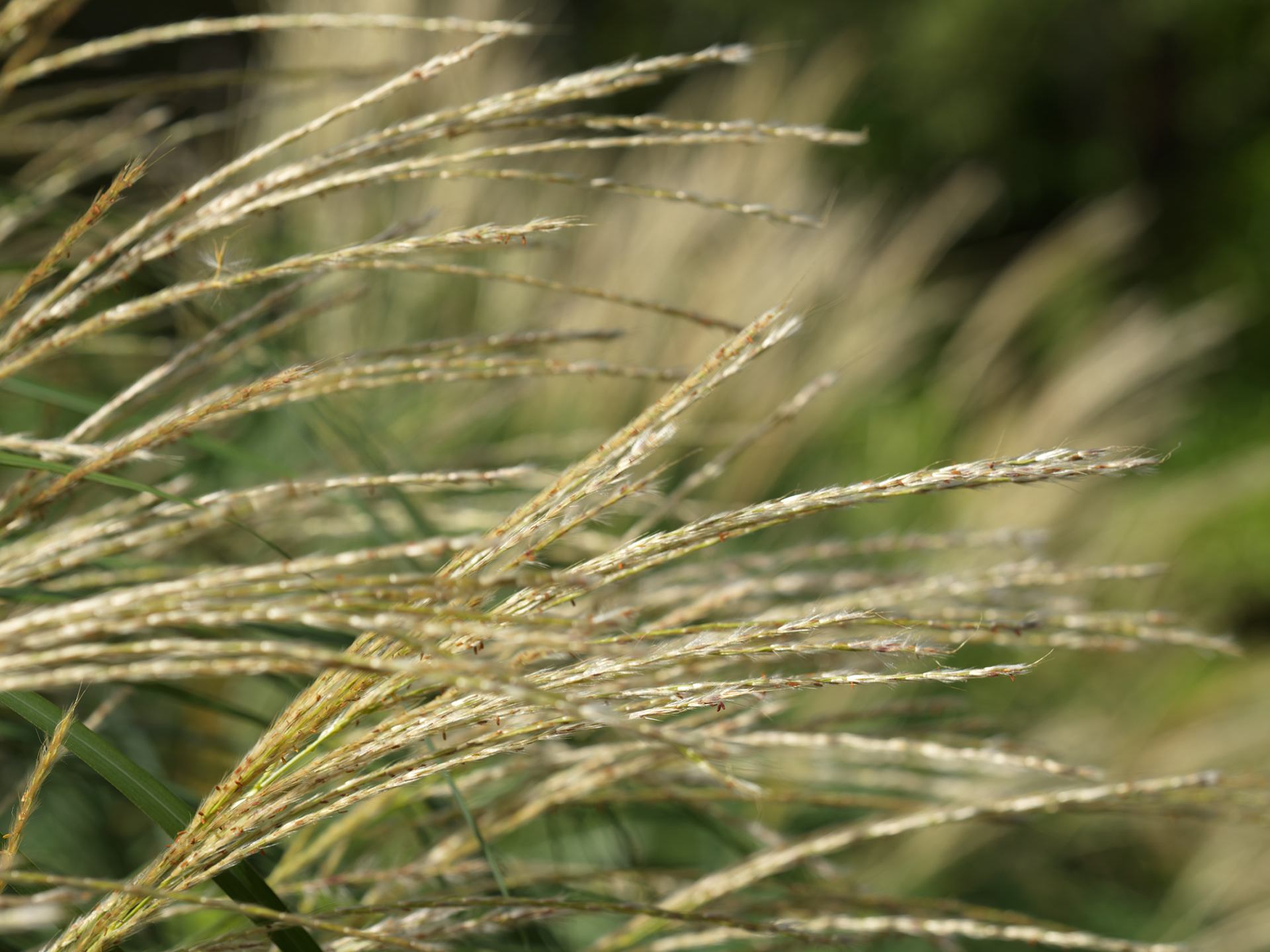 Jardin panoramique de Limeuil, II
