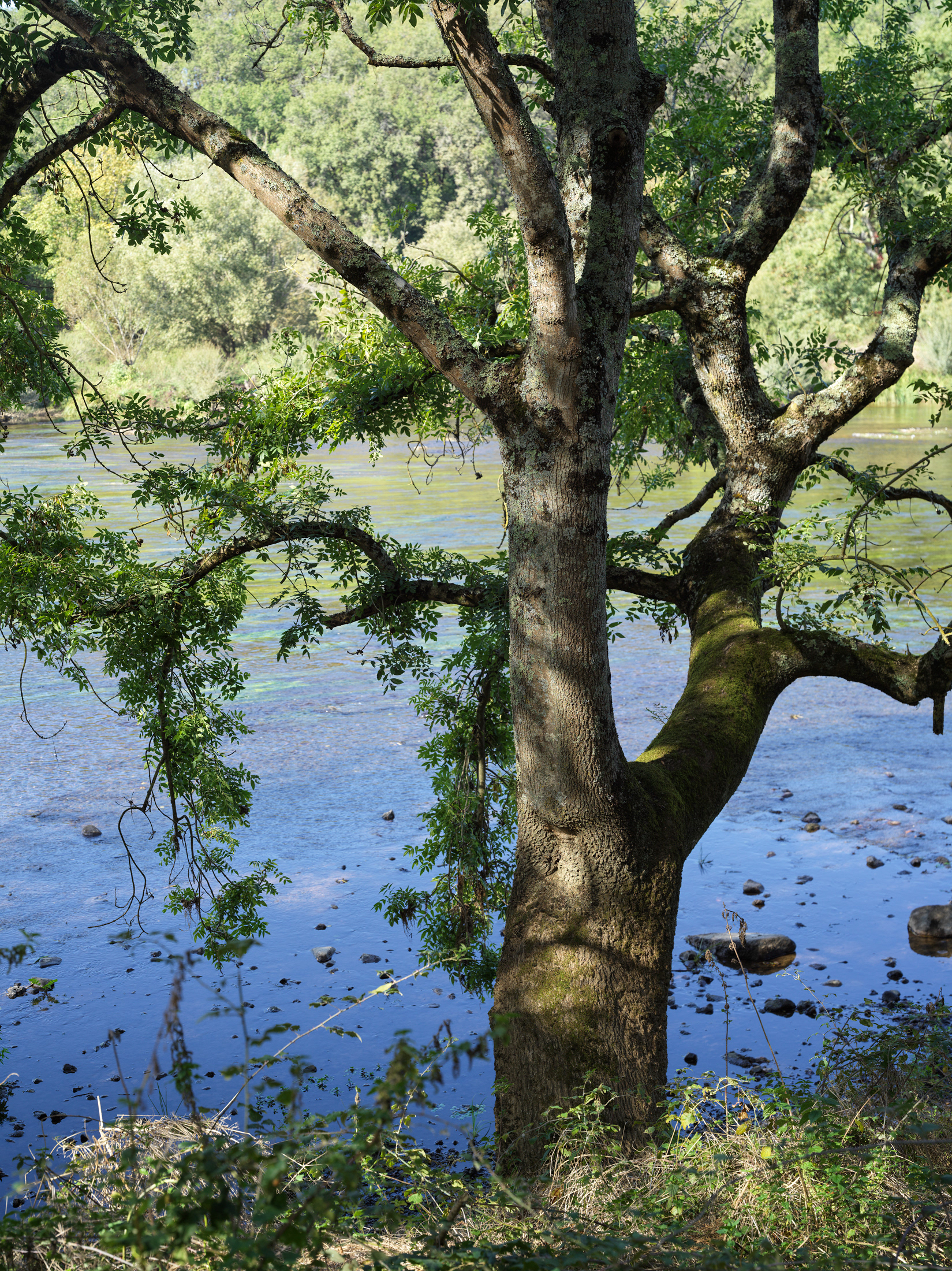 Arbre, rive de la Vienne, Chauvigny I