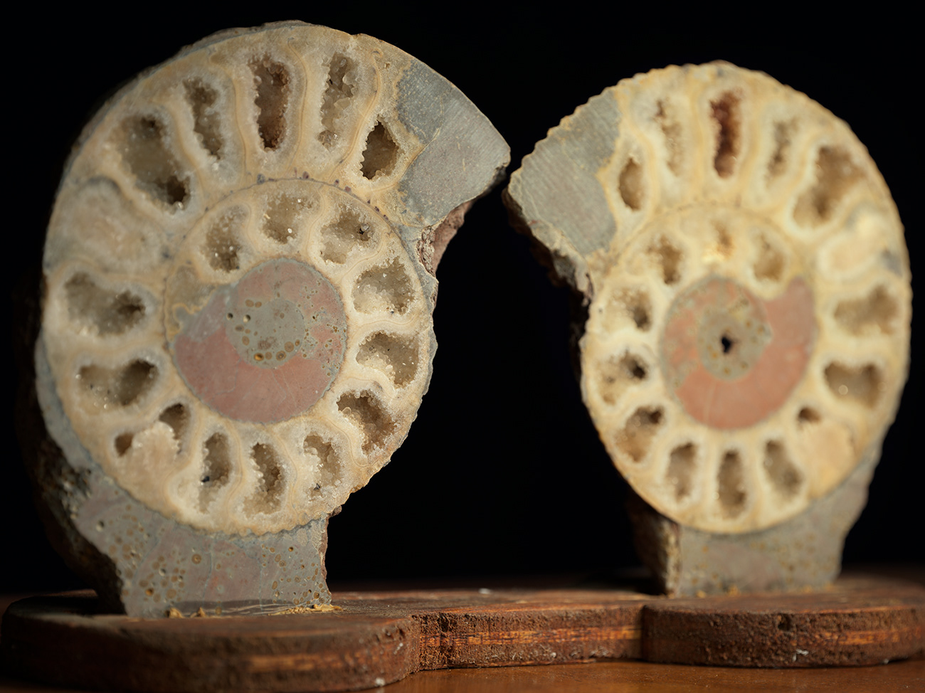 Ammonite coupée en deux, de Bellemont près de Lyon, carrière Lafarge. I