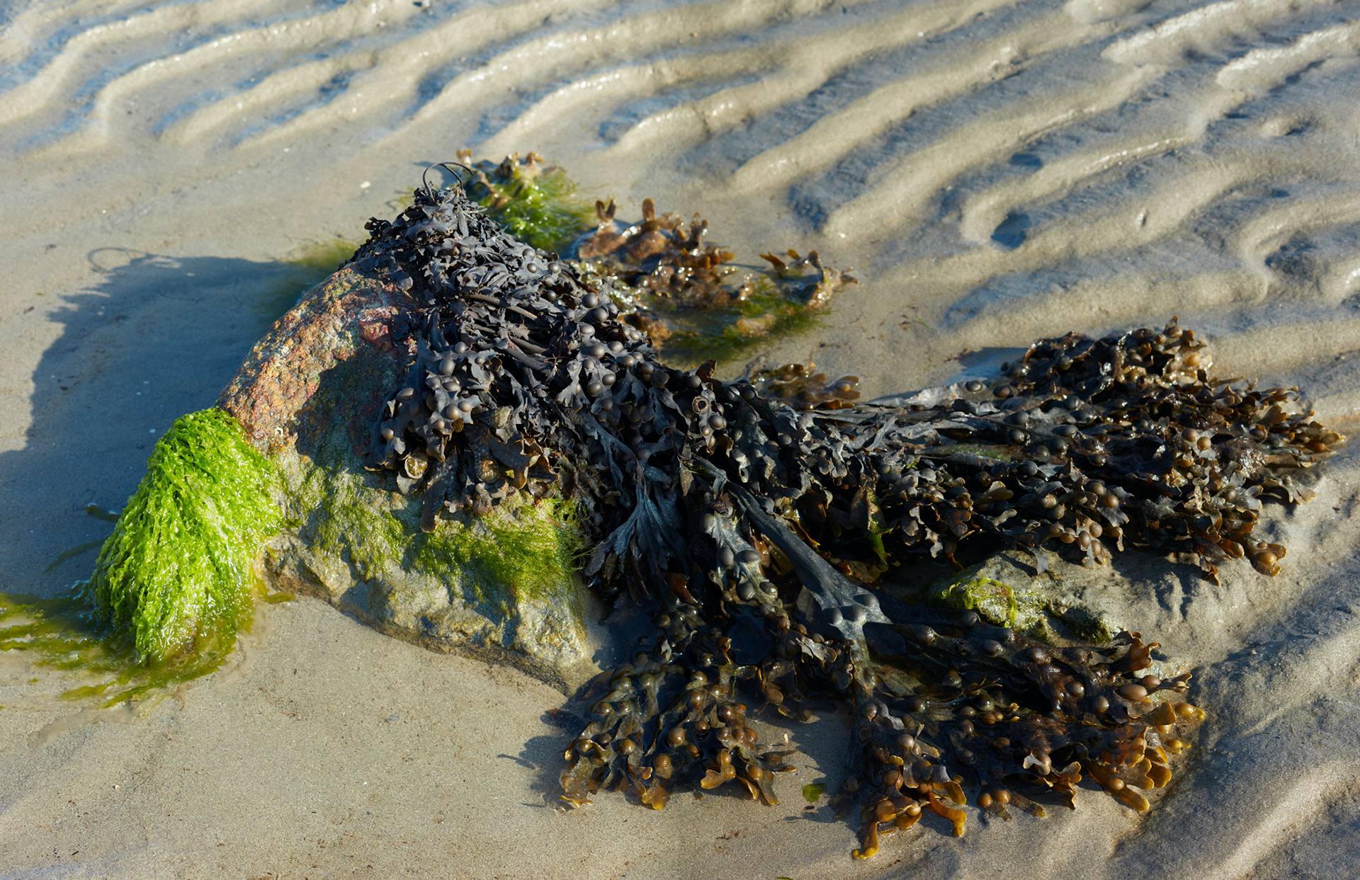 Saint-Vaast La Hougue, estran, I