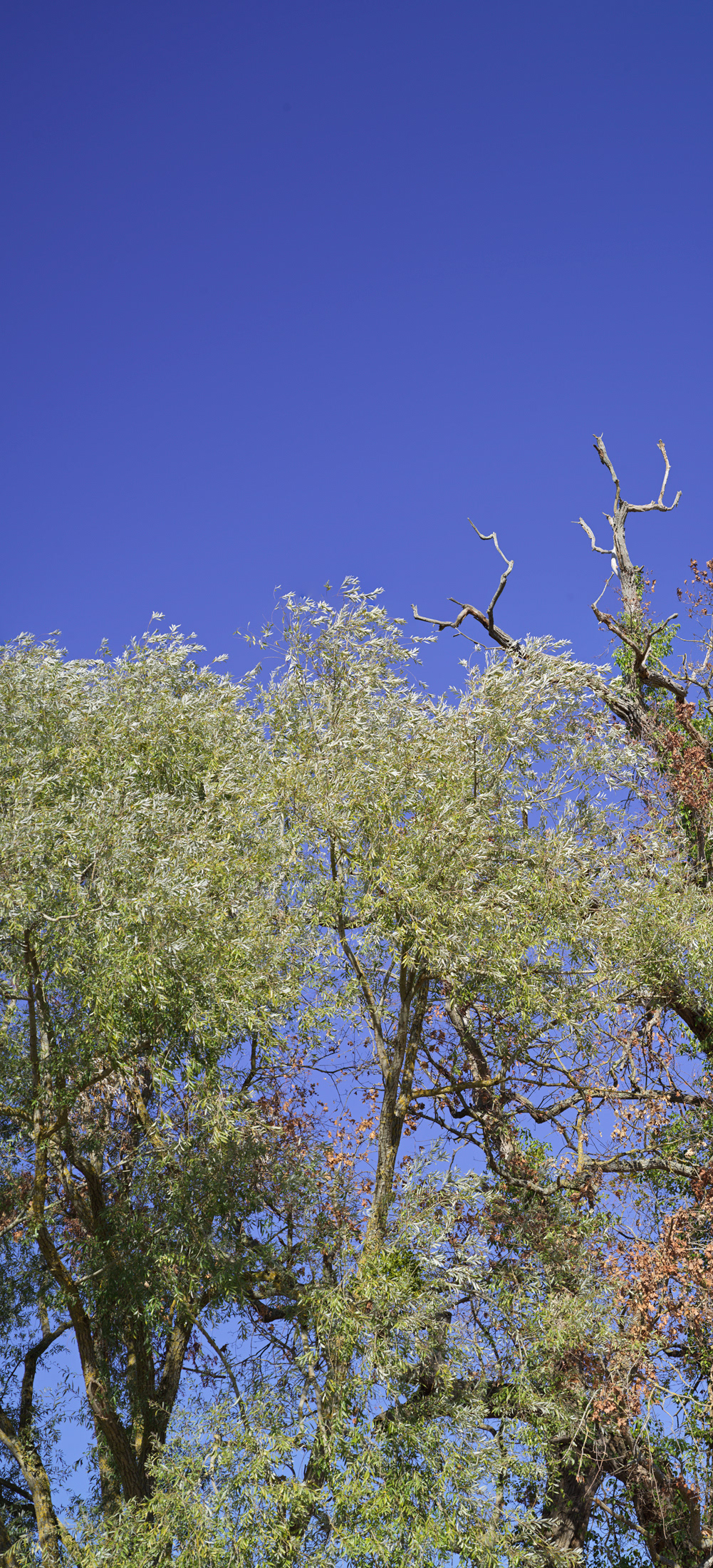 Arbre, Vouneuil sur Vienne, II