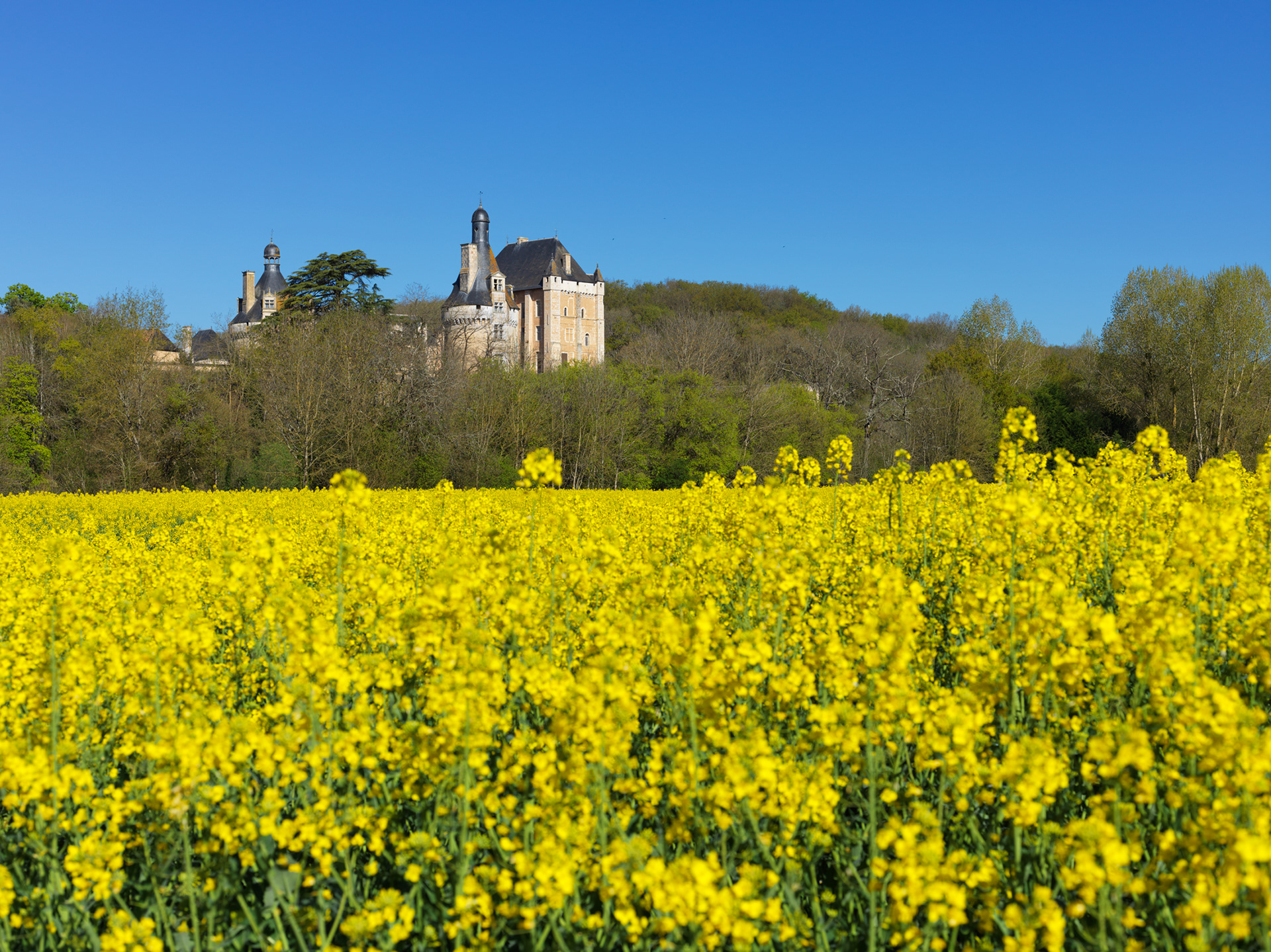 Château de Touffou, vue depuis un champ de colza I