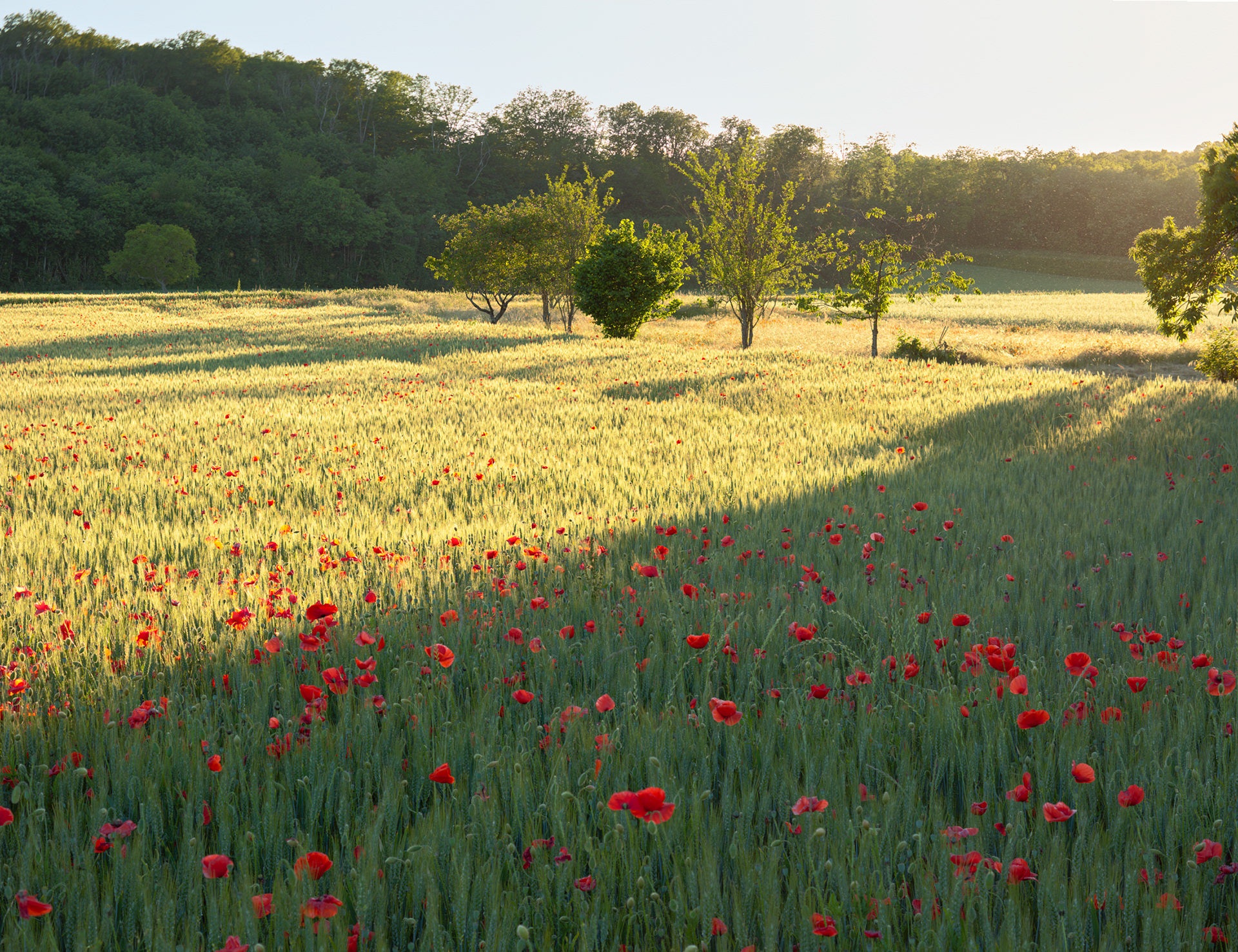 Champ de coquelicots II
