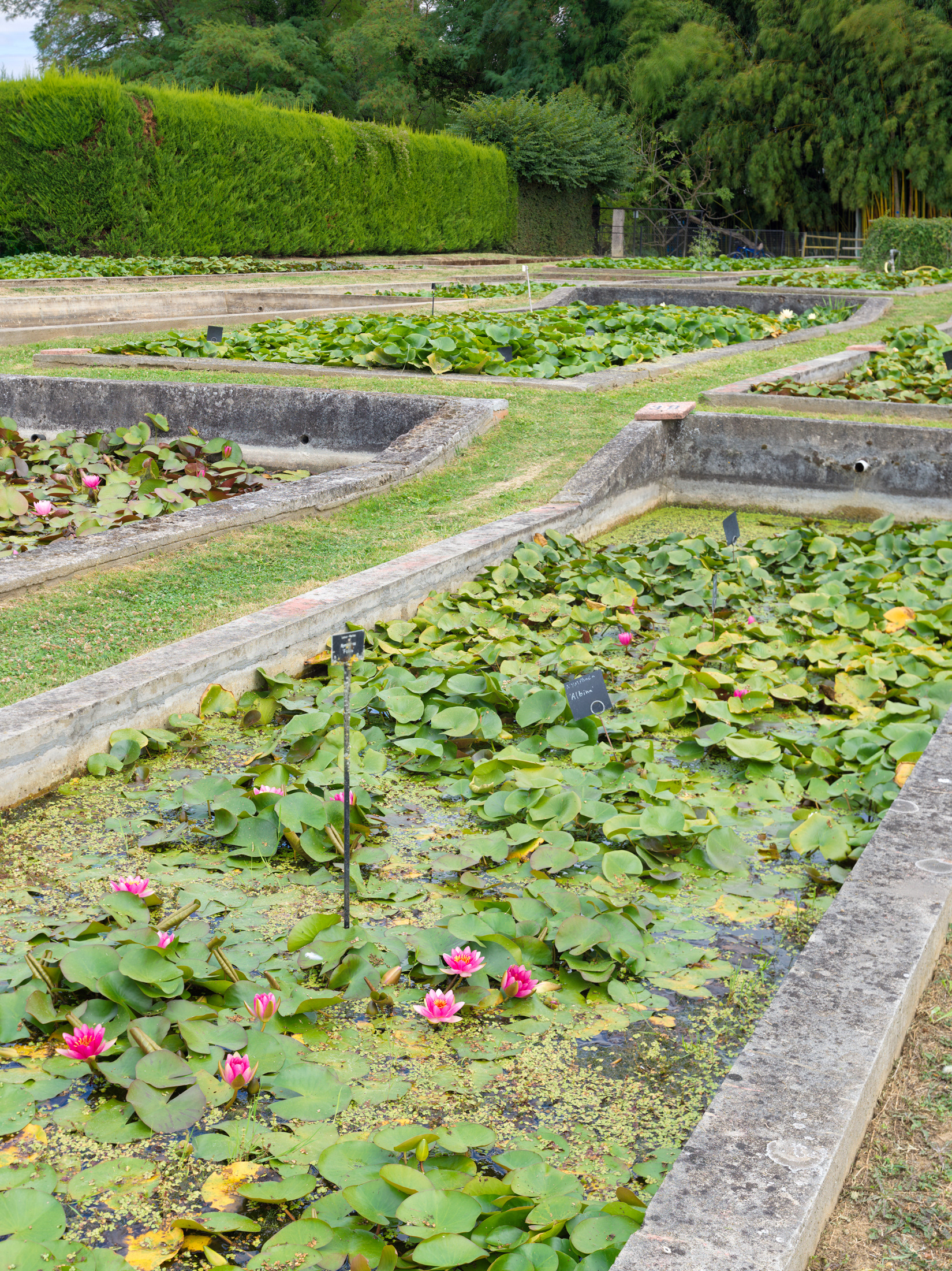 Pépinière historique Latour-Marliac, Le Temple sur Lot, V