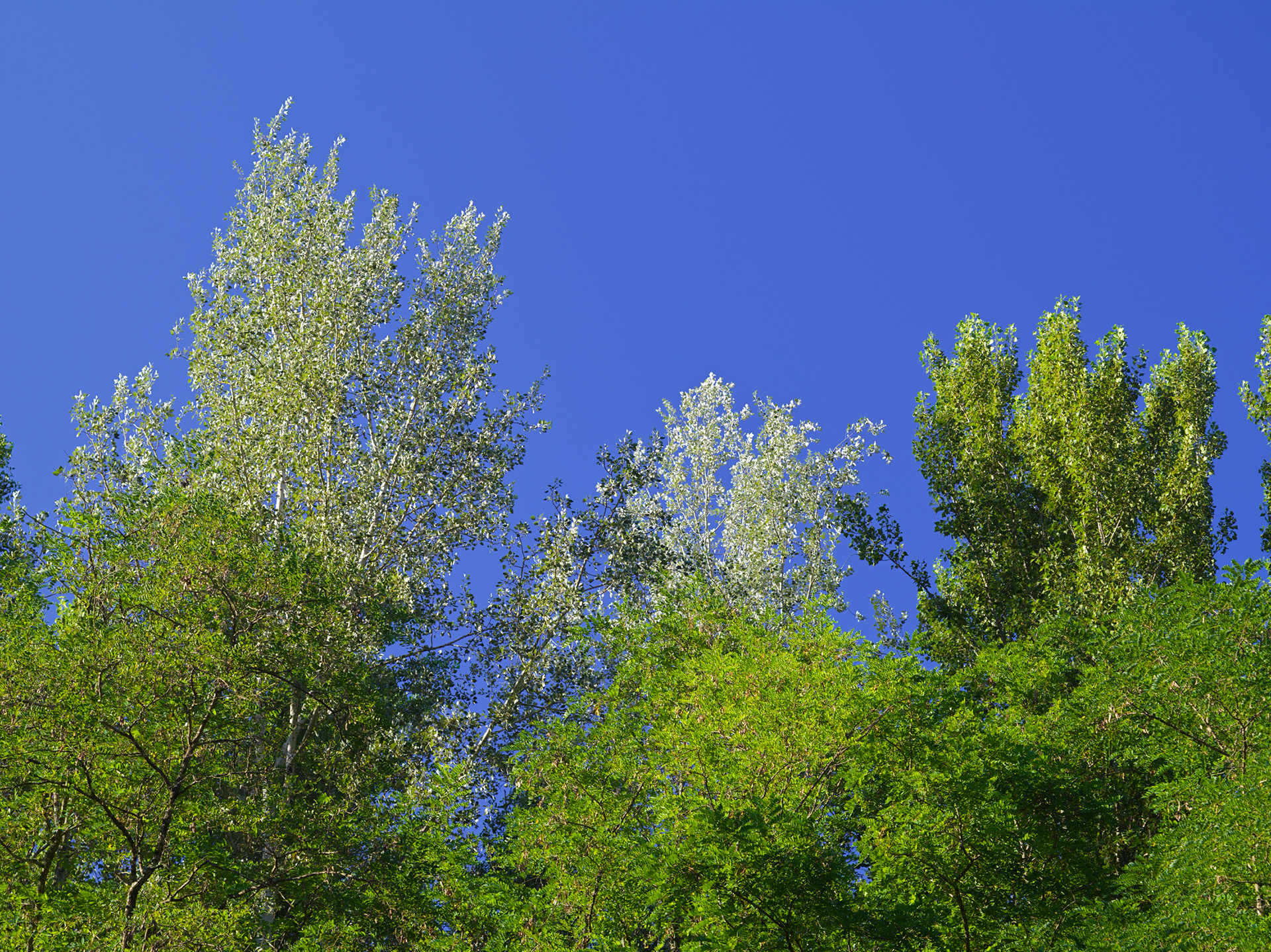 Arbres près du chemin de halage, II