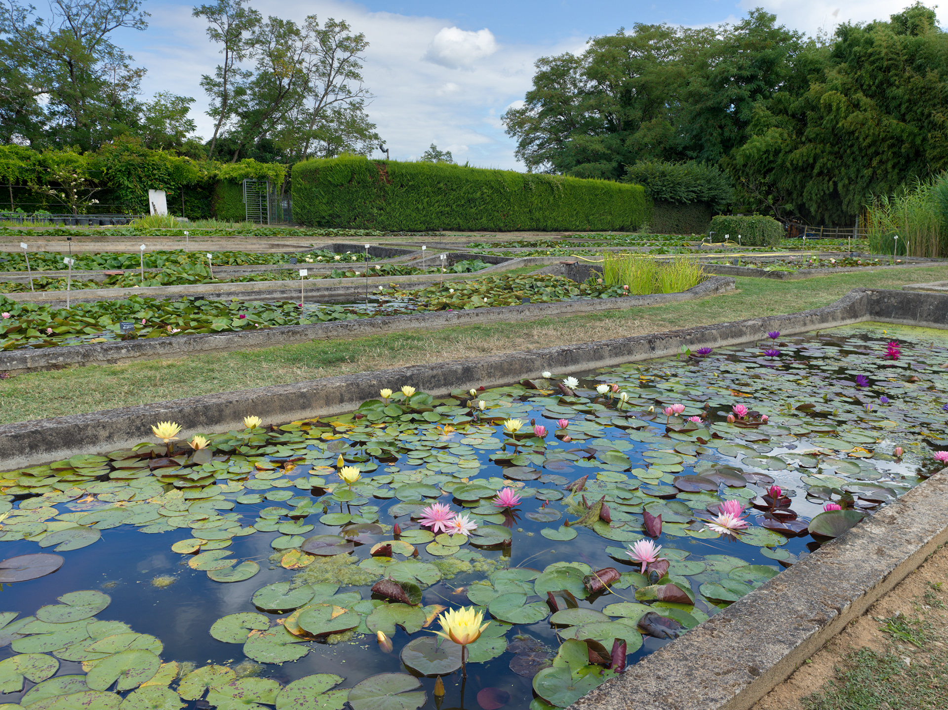 Pépinière historique Latour-Marliac, Le Temple sur Lot, XI