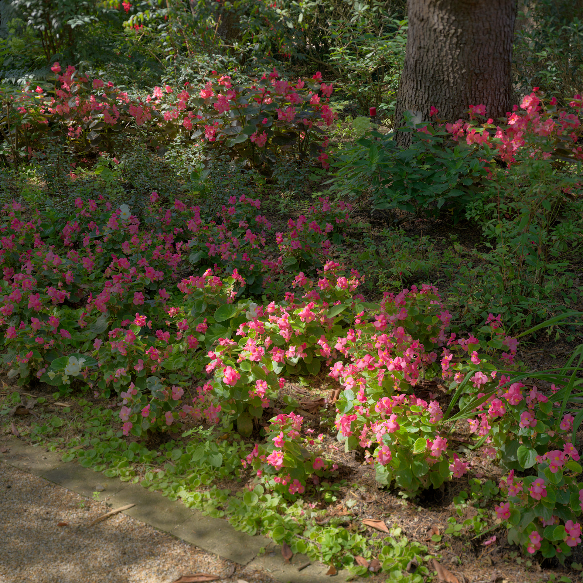 Jardins de Beauchamp, à côté de la jardinerie Jay, Marmandes, II