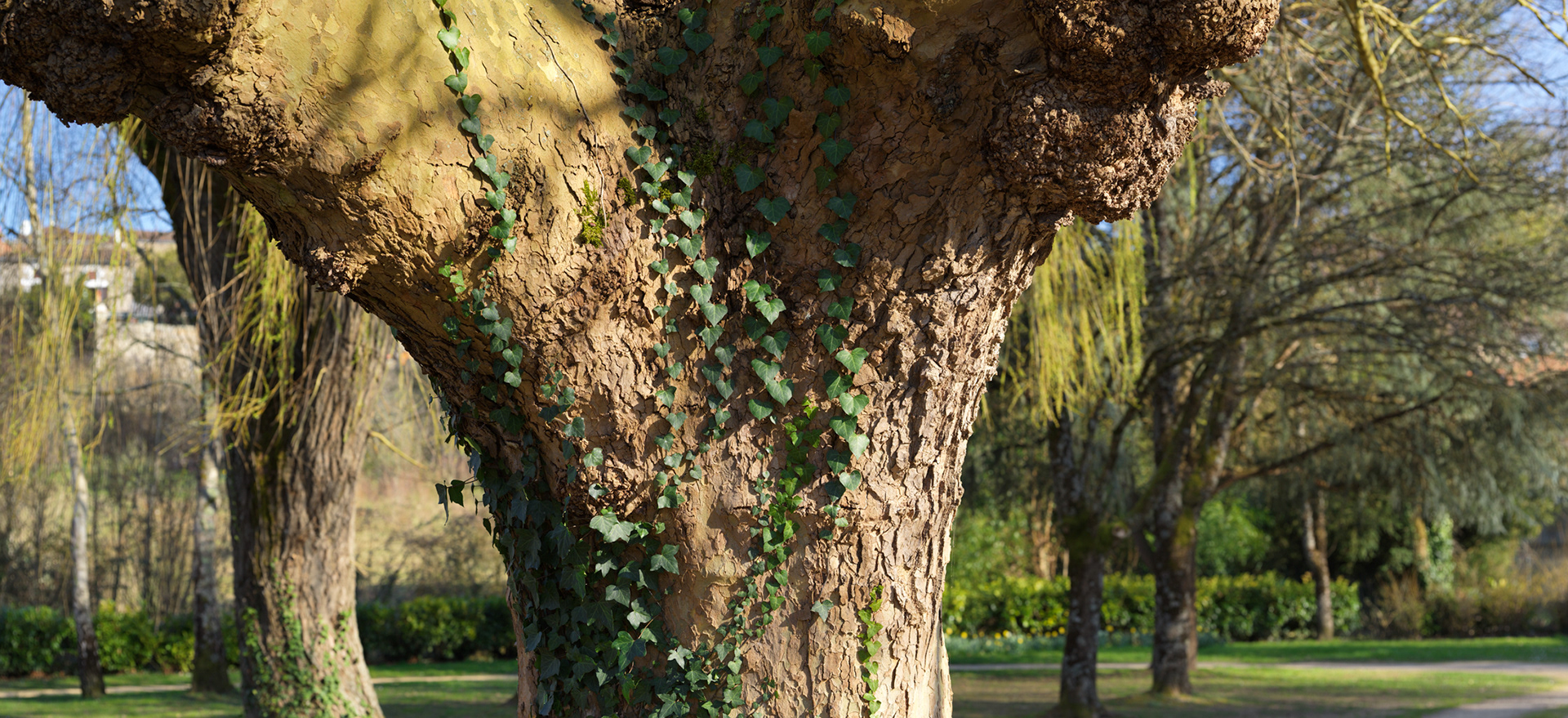 Arbre du parc de l'étang de Chauvigny