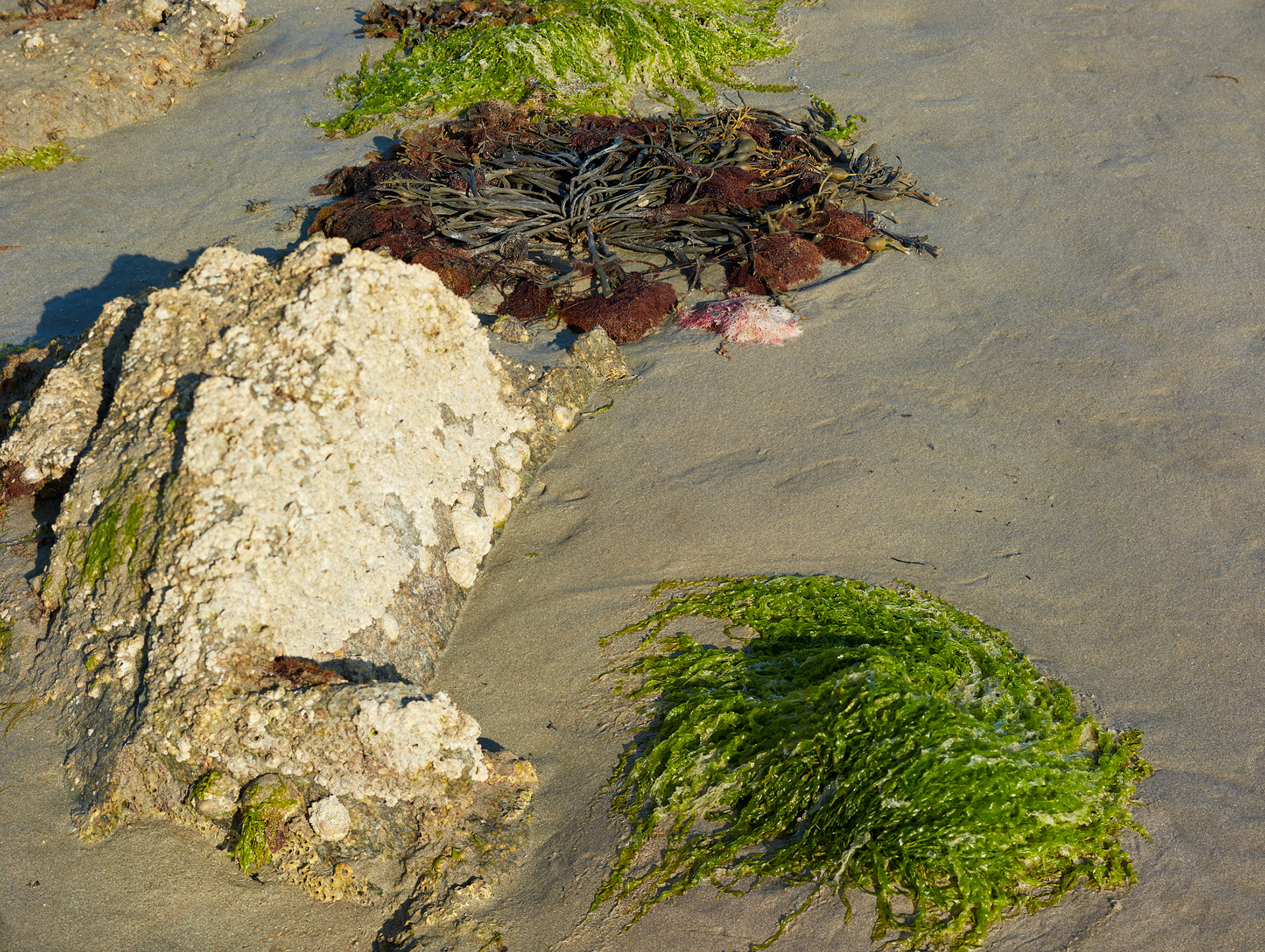 Saint-Vaast La Hougue, estran, II