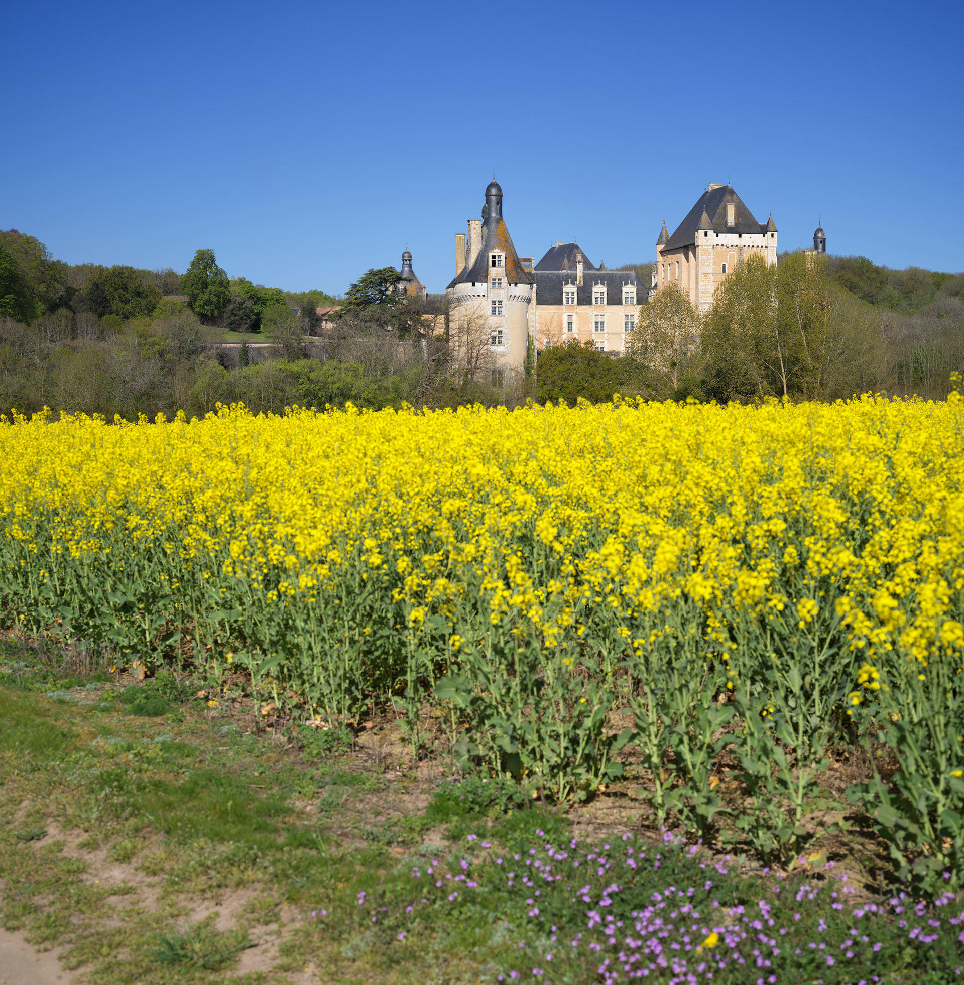 Château de Touffou, vue depuis un champ de colza III