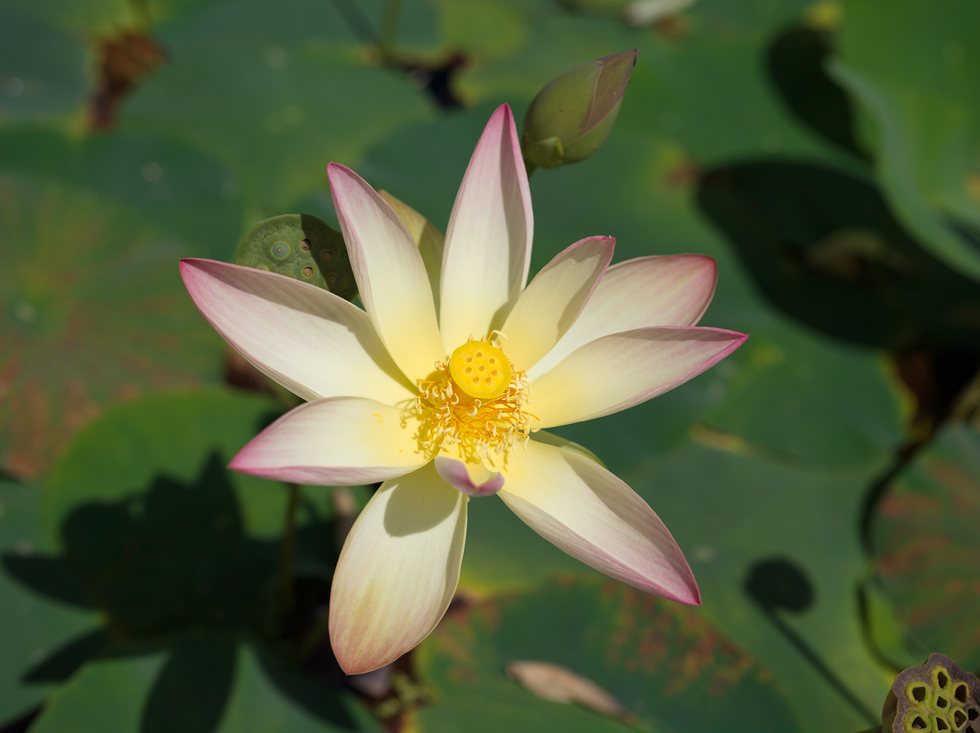Lotus. Pépinière historique Latour-Marliac, Le Temple sur Lot. 40x50 cm
