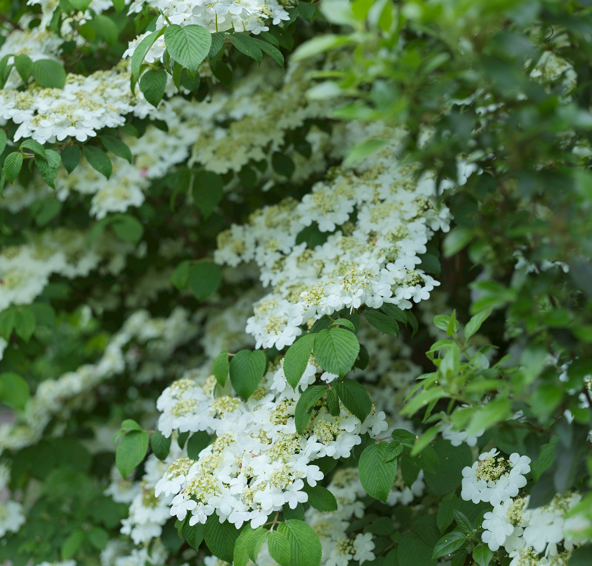 Jardin de Chaumont, XV