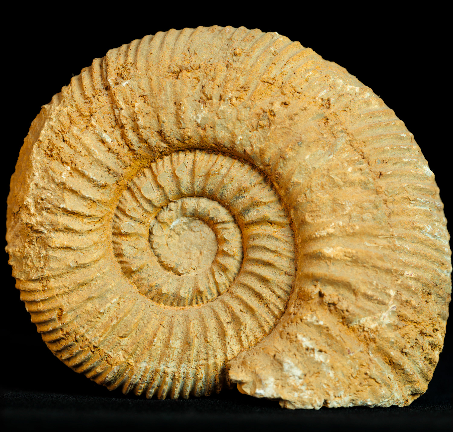 Ammonite de la Grimaudière, dans la Vienne.
