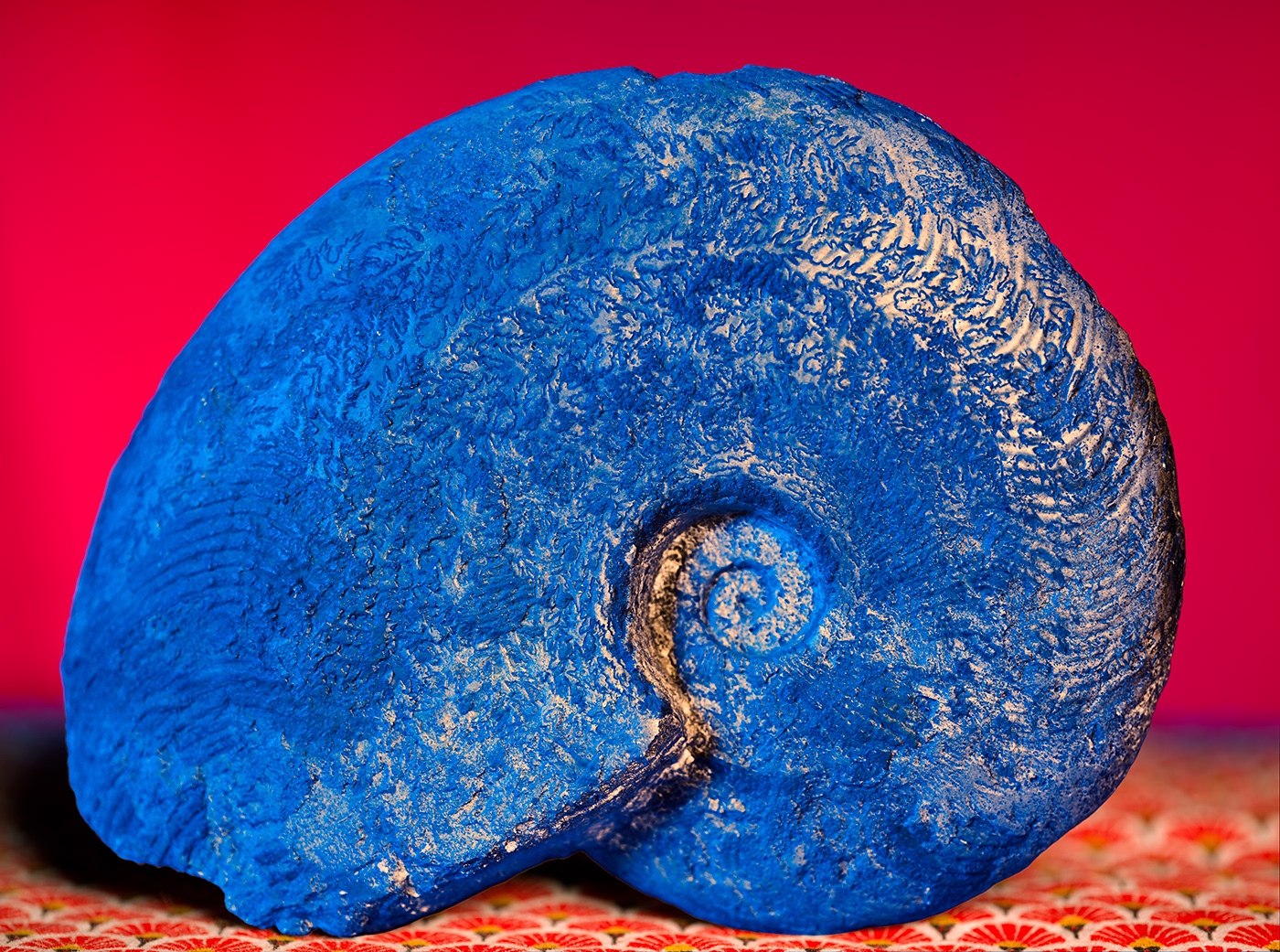 Ammonite, probablement du genre Harpoceras. Bien évidemment les couleurs ne sont pas d'origine ! ce fossile vient d'Airvault, 79.