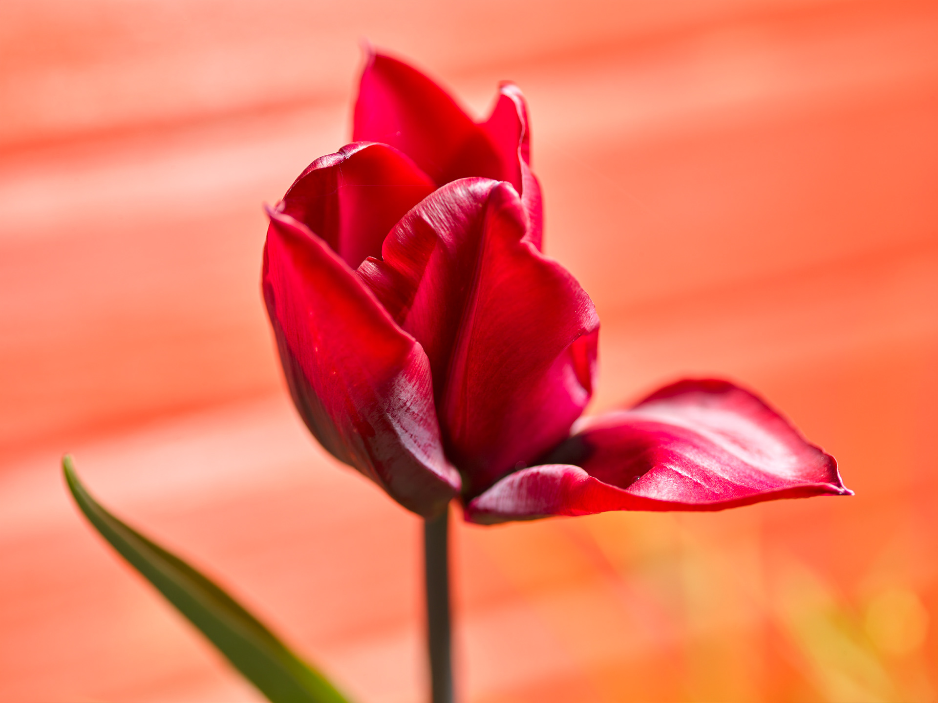 Tulipe avant la pluie