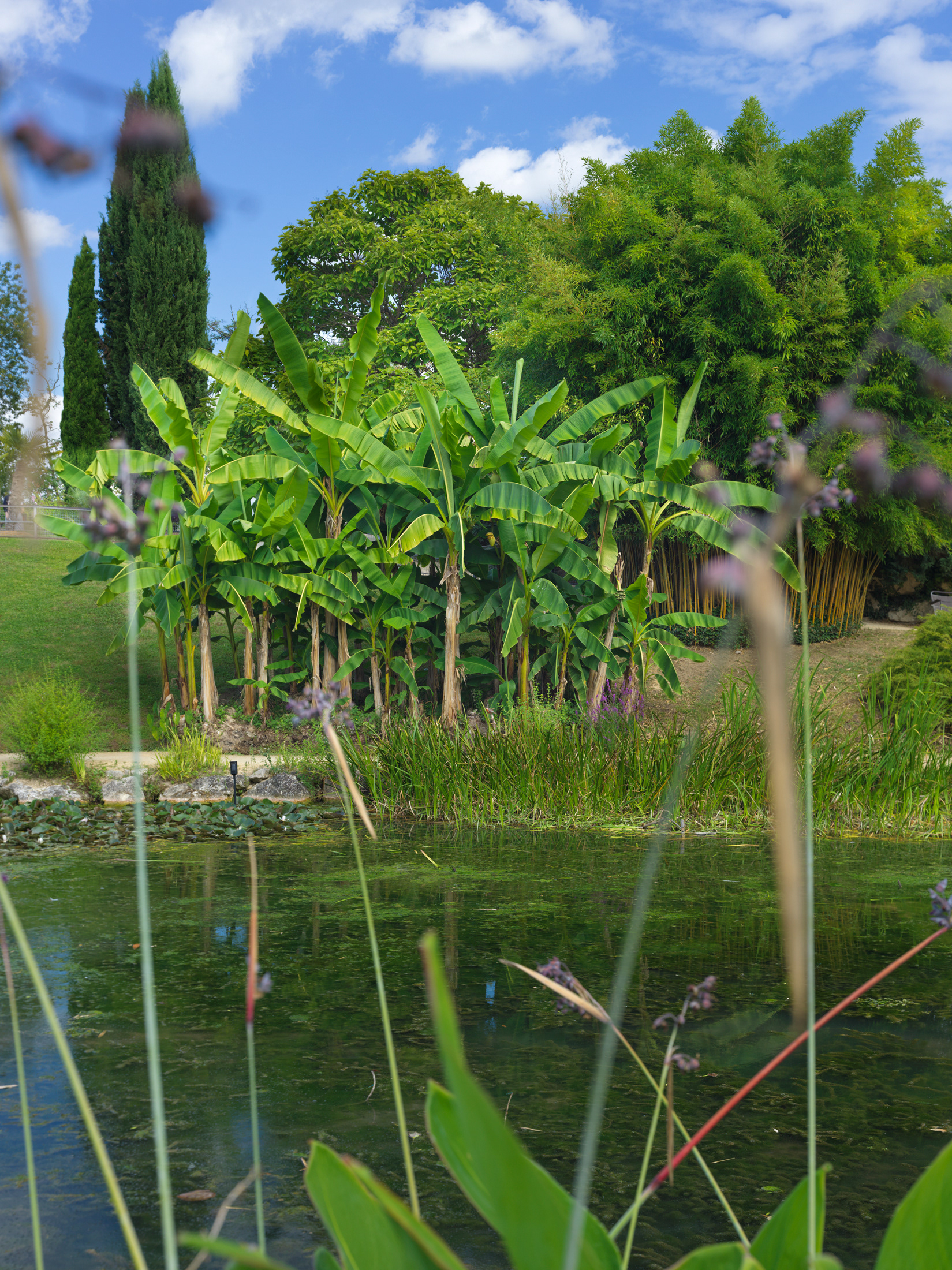 Pépinière historique Latour-Marliac, Le Temple sur Lot, XV
