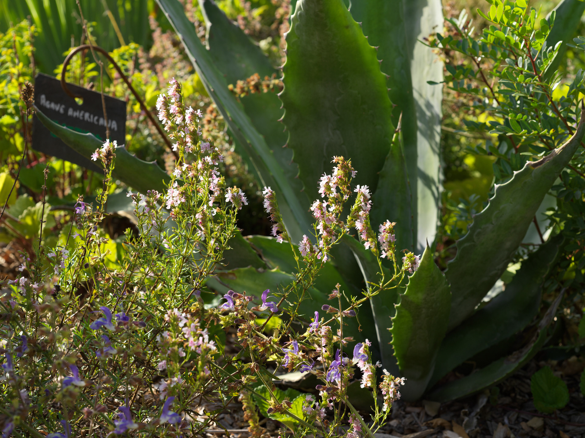 Jardin panoramique de Limeuil, III