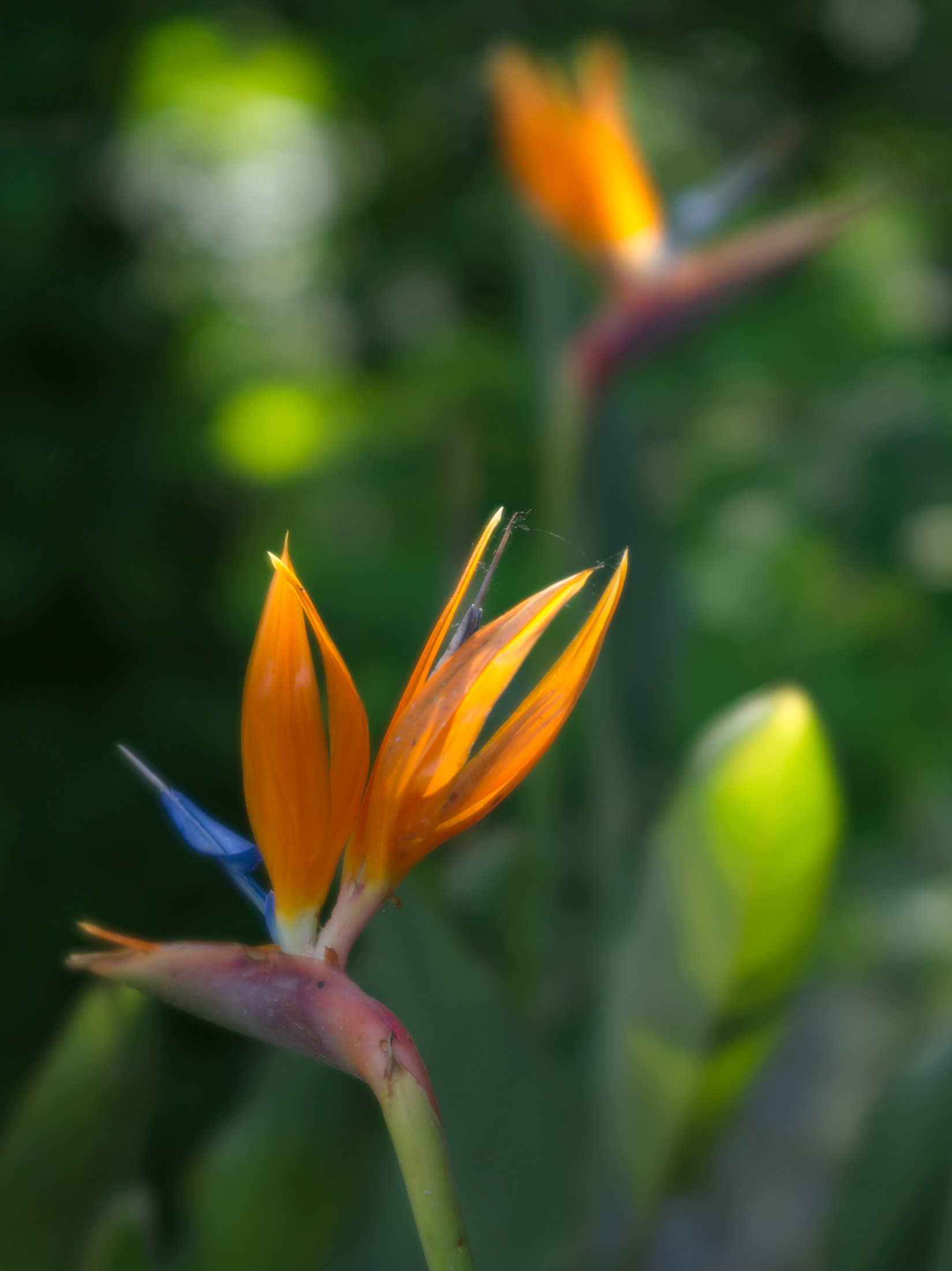 Oiseau du paradis, Les contes de l'Alhambra