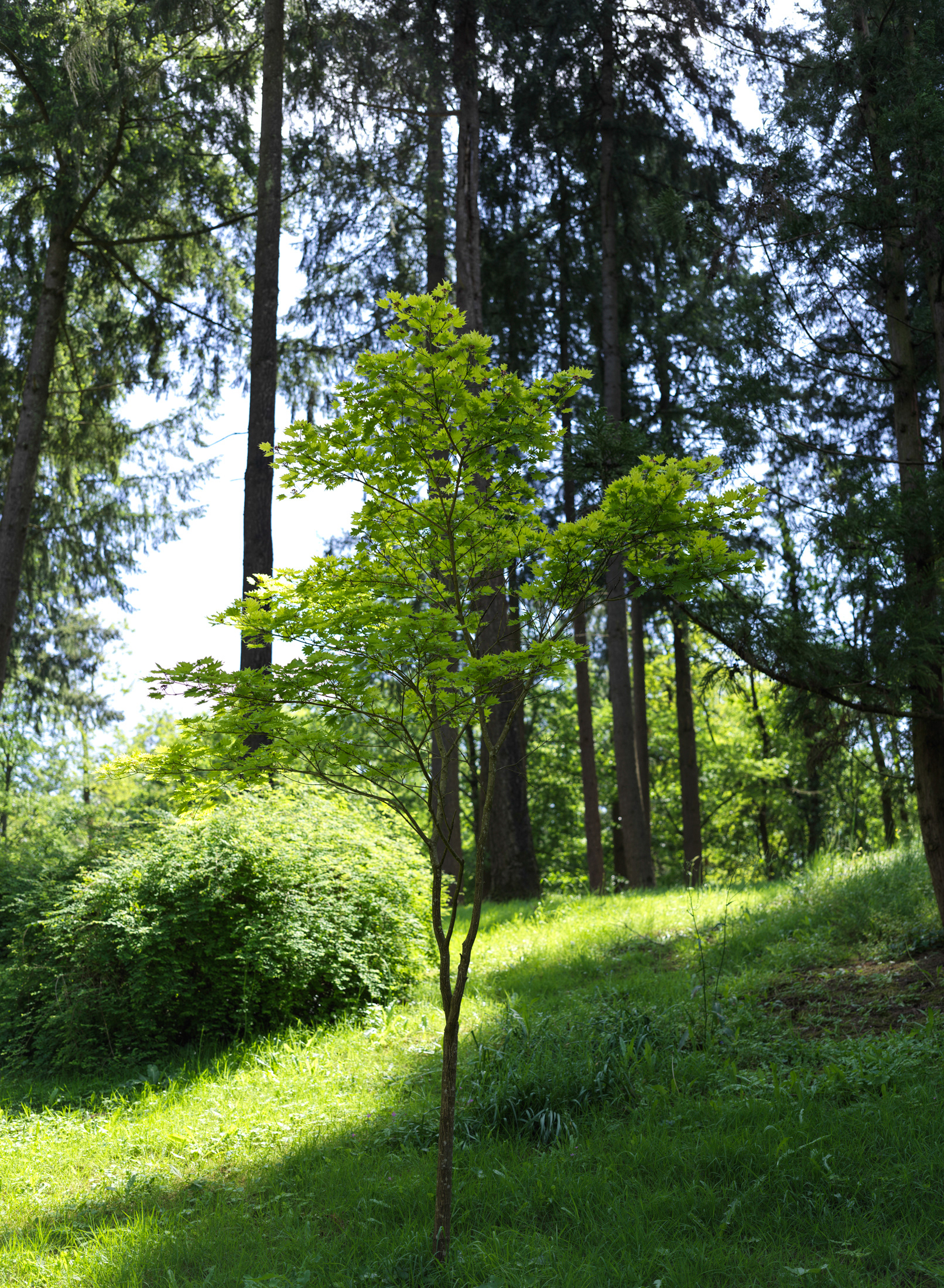 Jardin oriental de Maulévrier, V