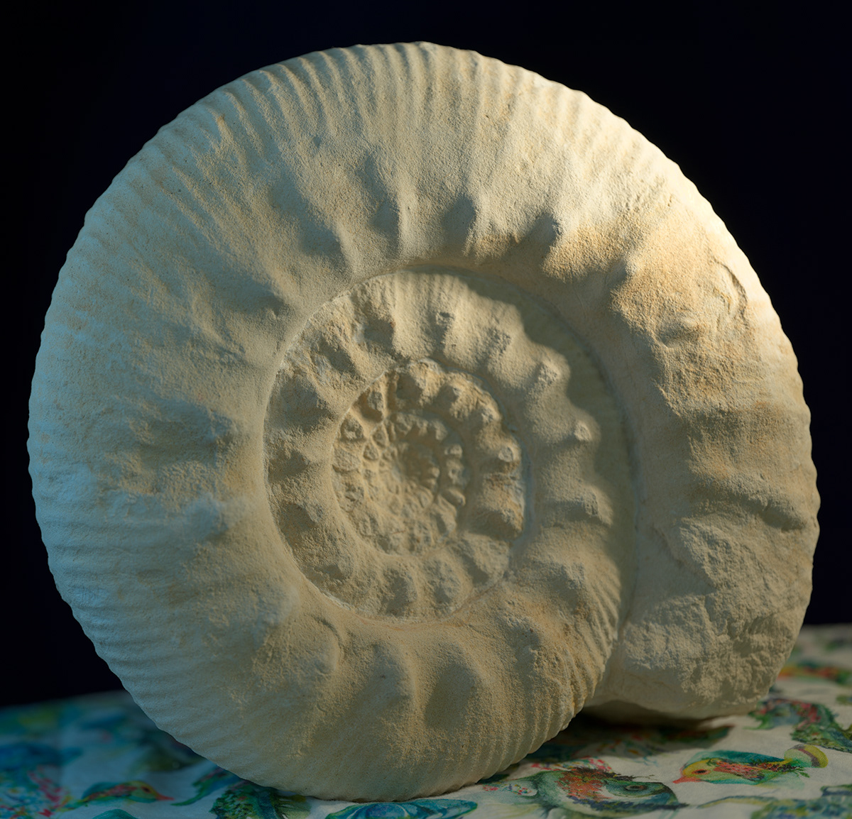 Ammonite de Vouillé, dans la Vienne (travaux de la 4 voies)