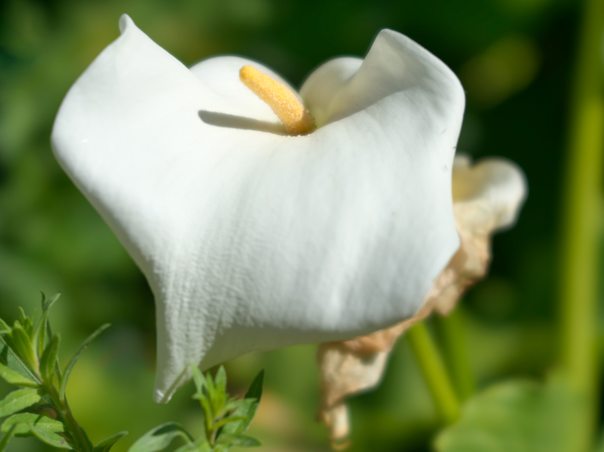 Arum, Les contes de l'Alhambra