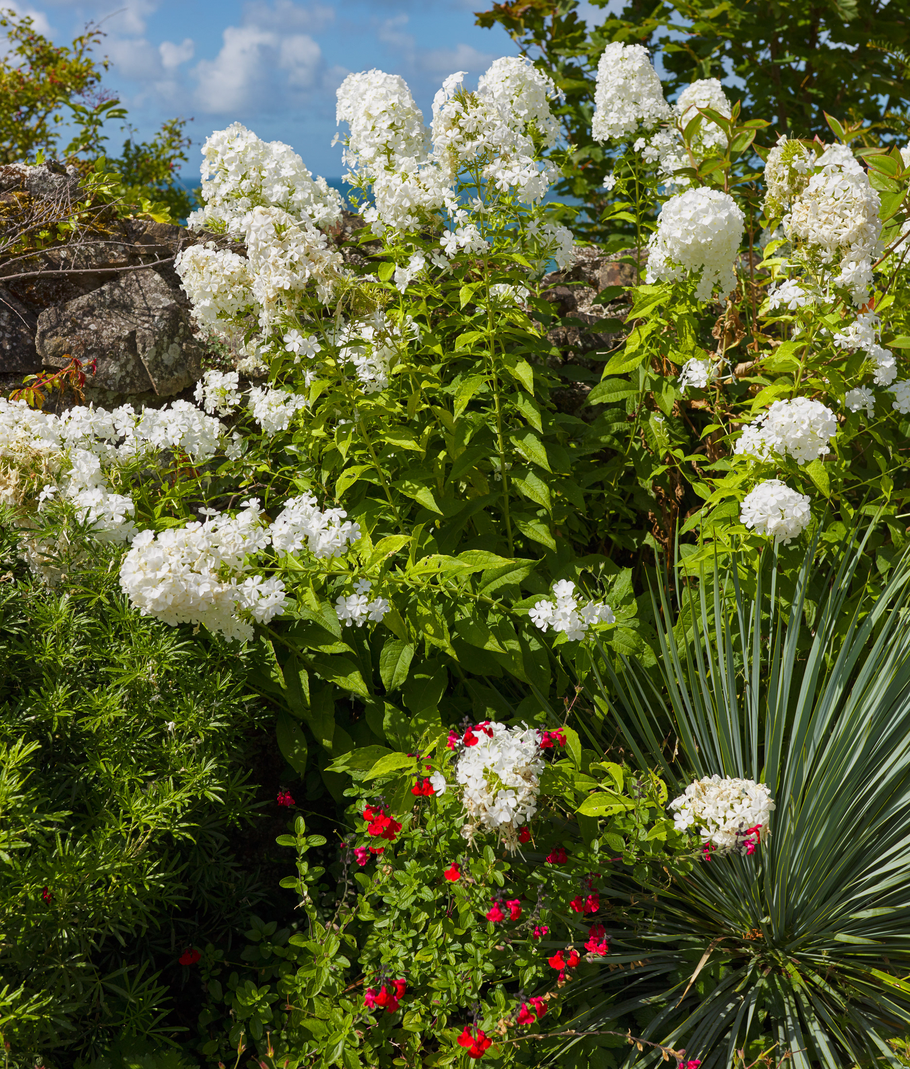 Granville, jardin Christian Dior, II