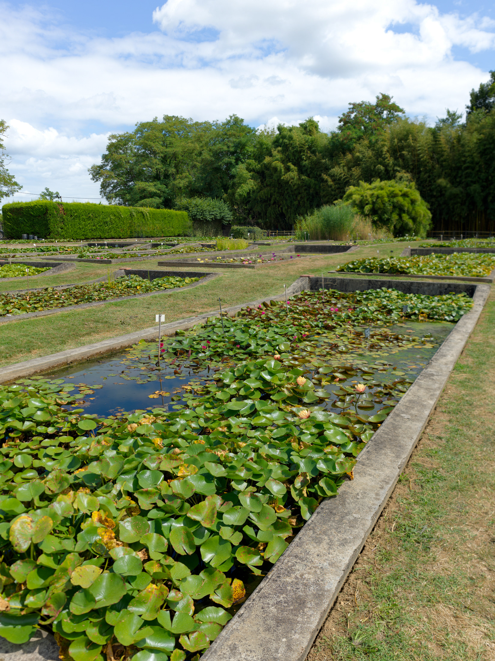 Pépinière historique Latour-Marliac, Le Temple sur Lot, IX