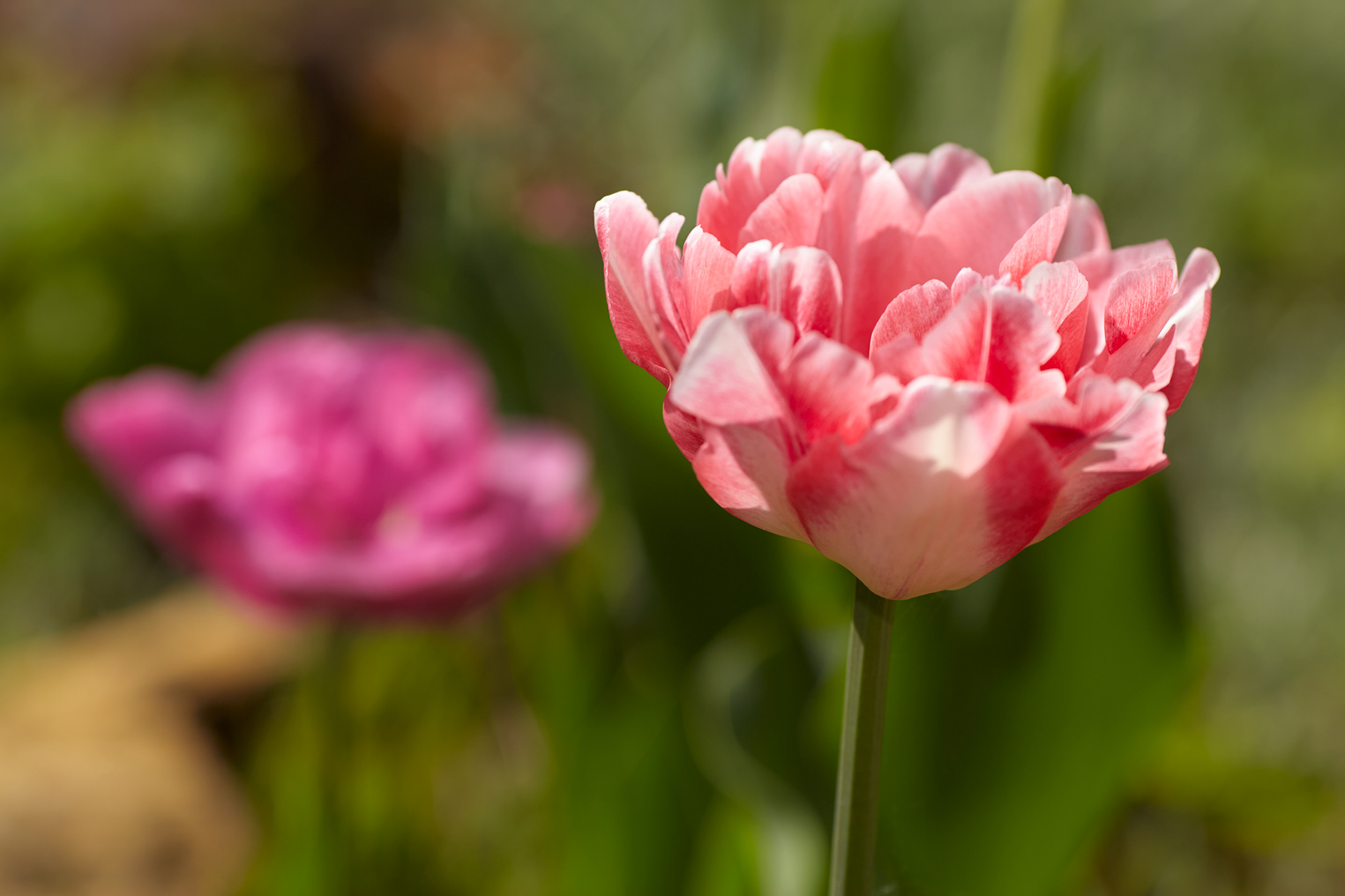 Tulipe rouge clair et blanche