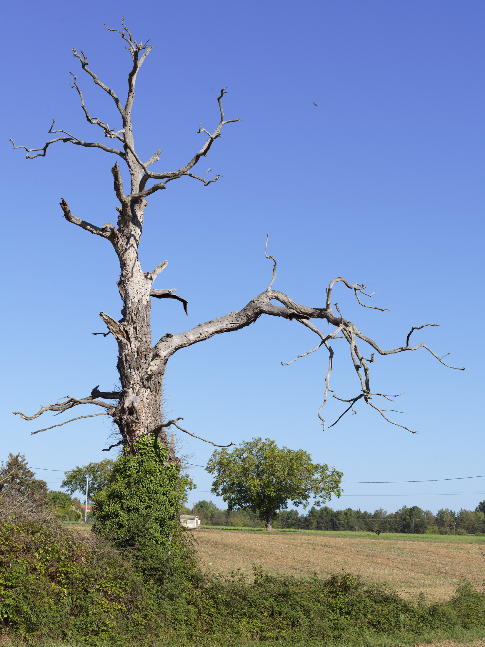 Arbre mort, Vouneuil sur Vienne